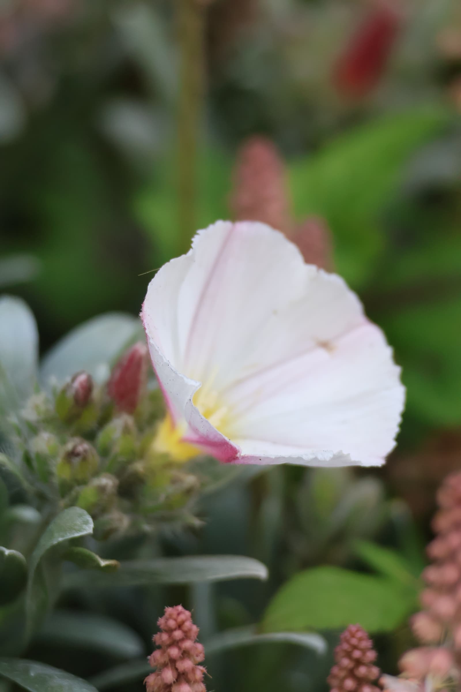 Flower 238