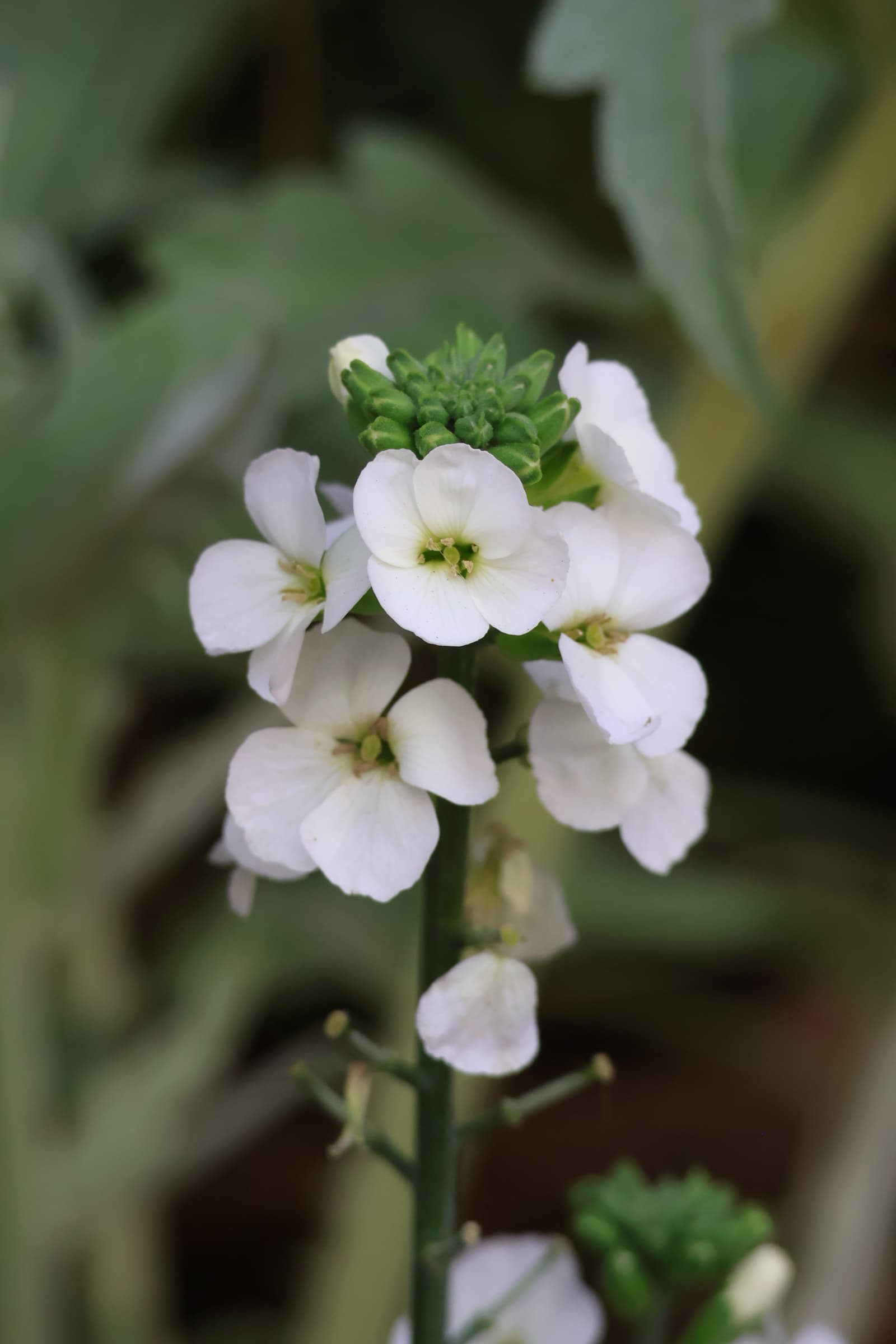 Flower 22