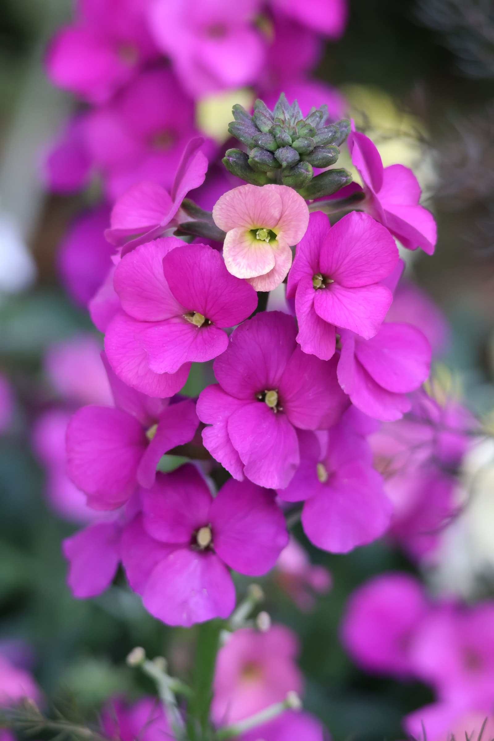 Flower 26