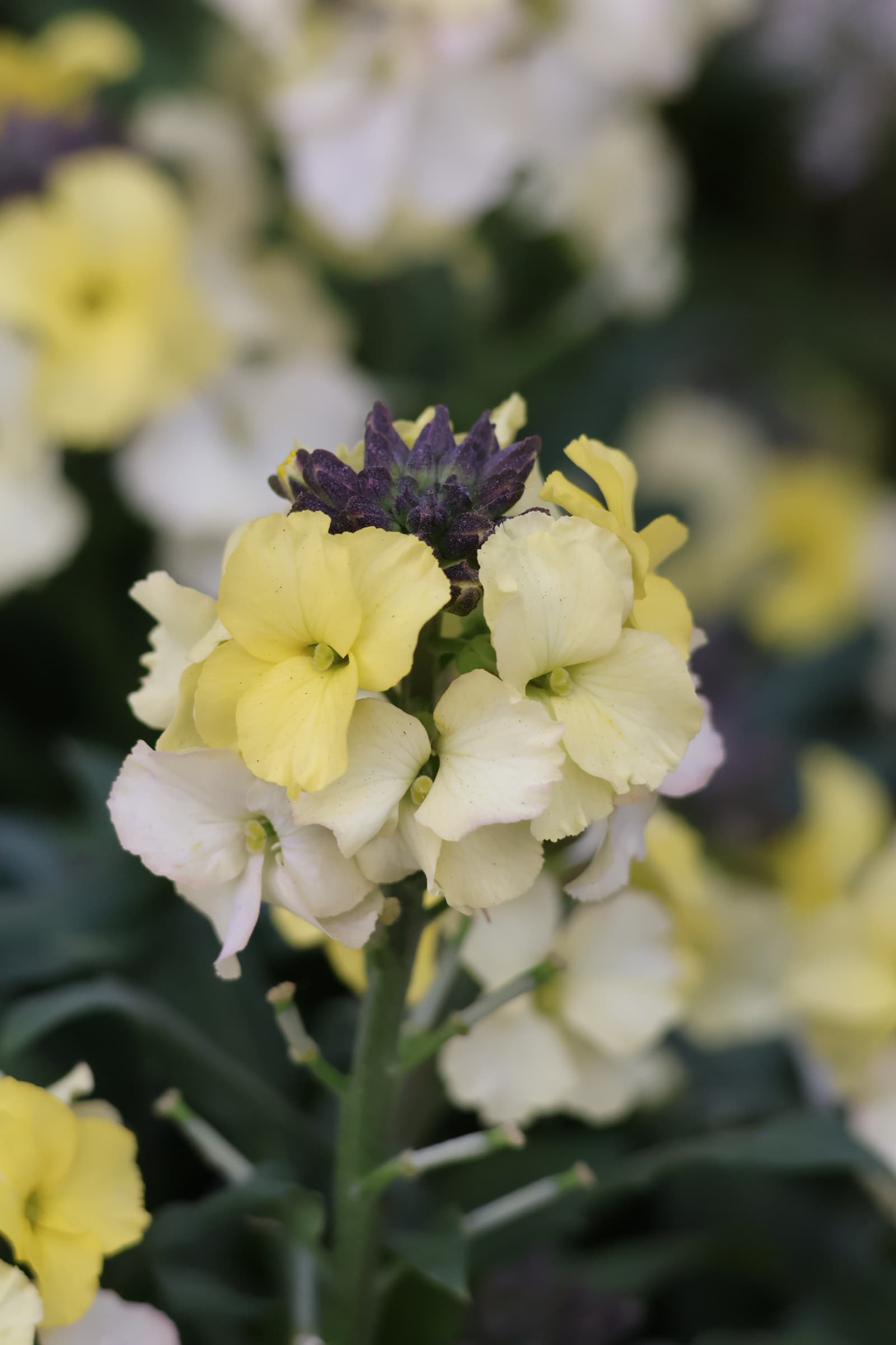 Flower 402