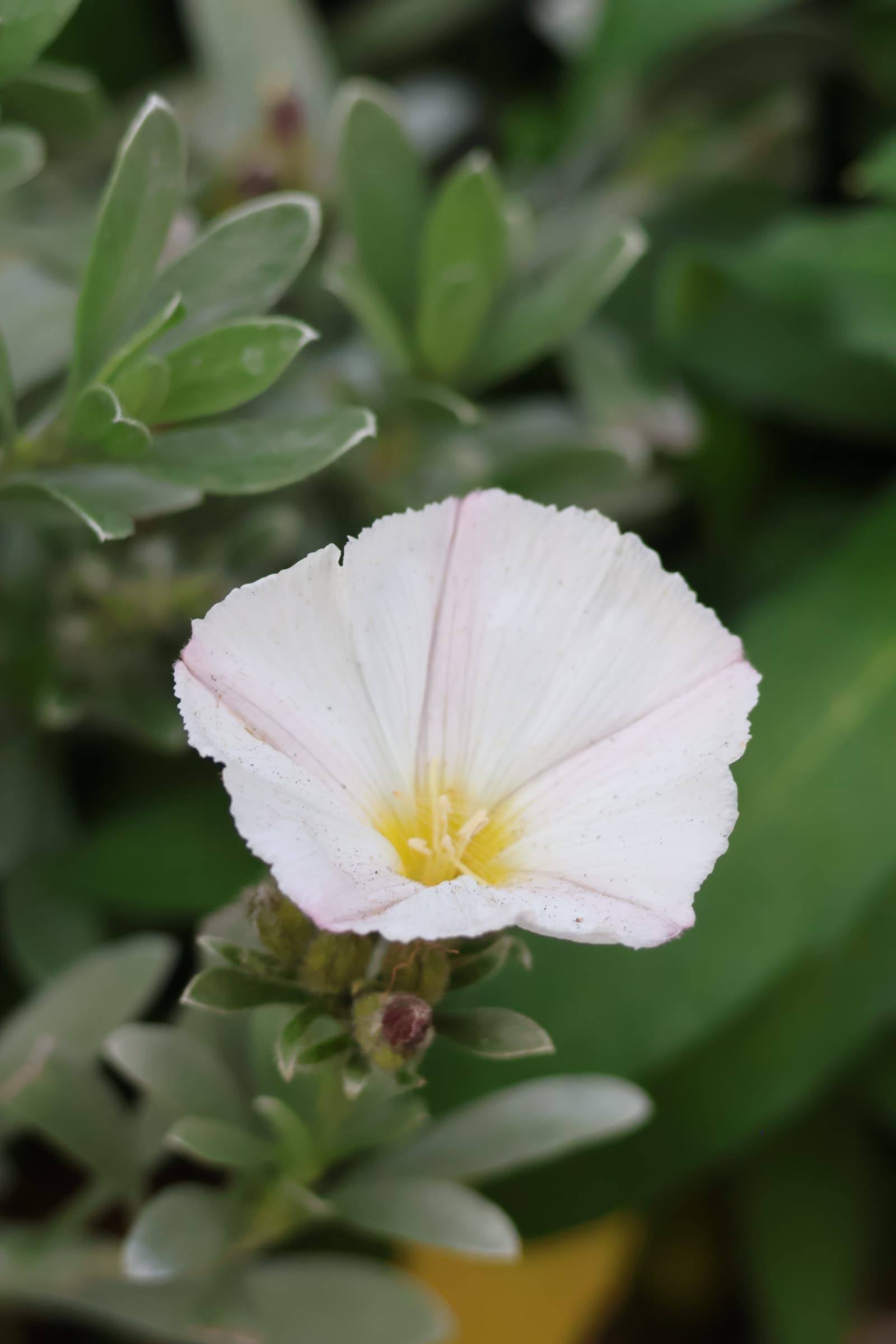 Flower 525