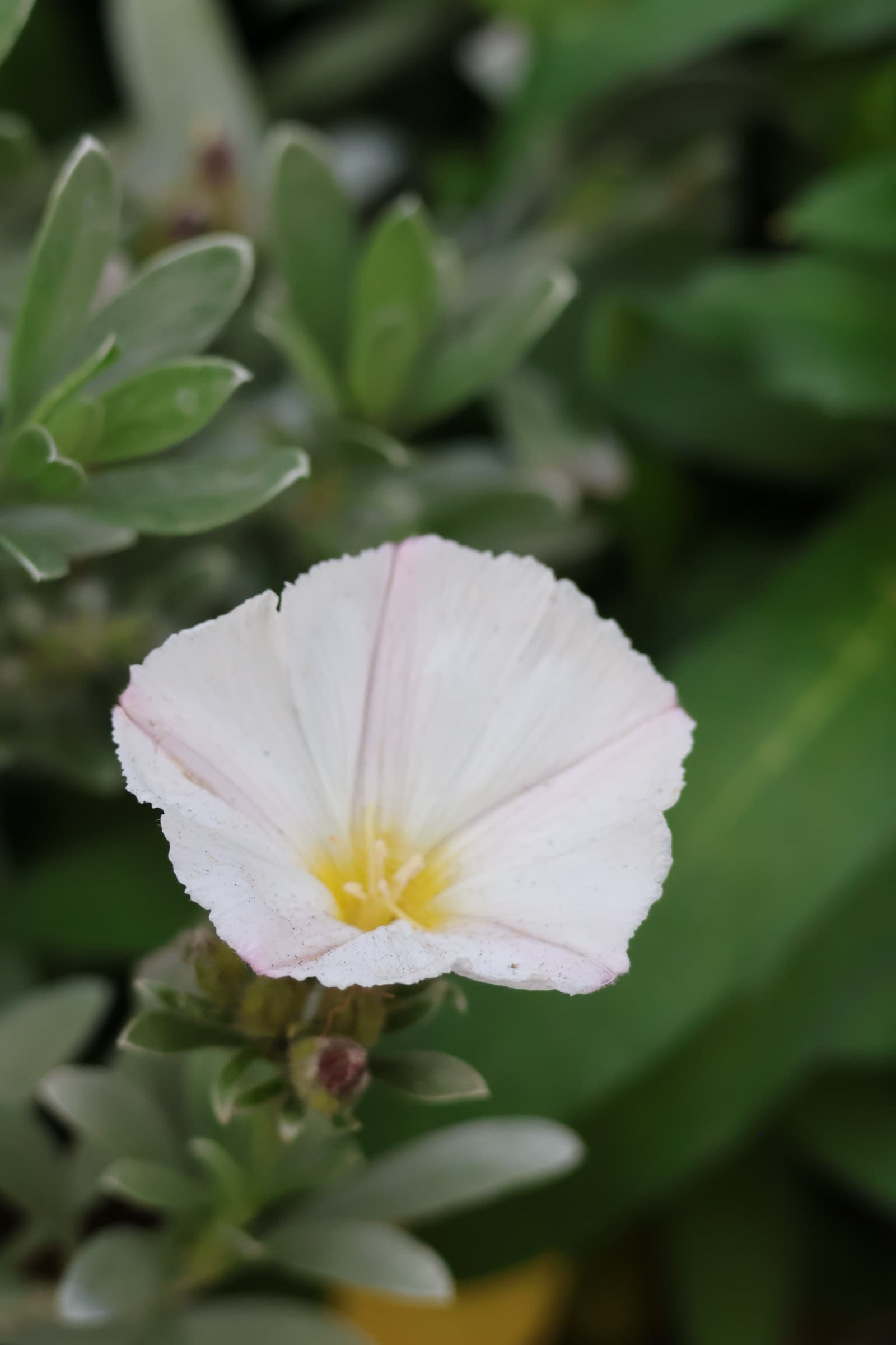 Flower 361