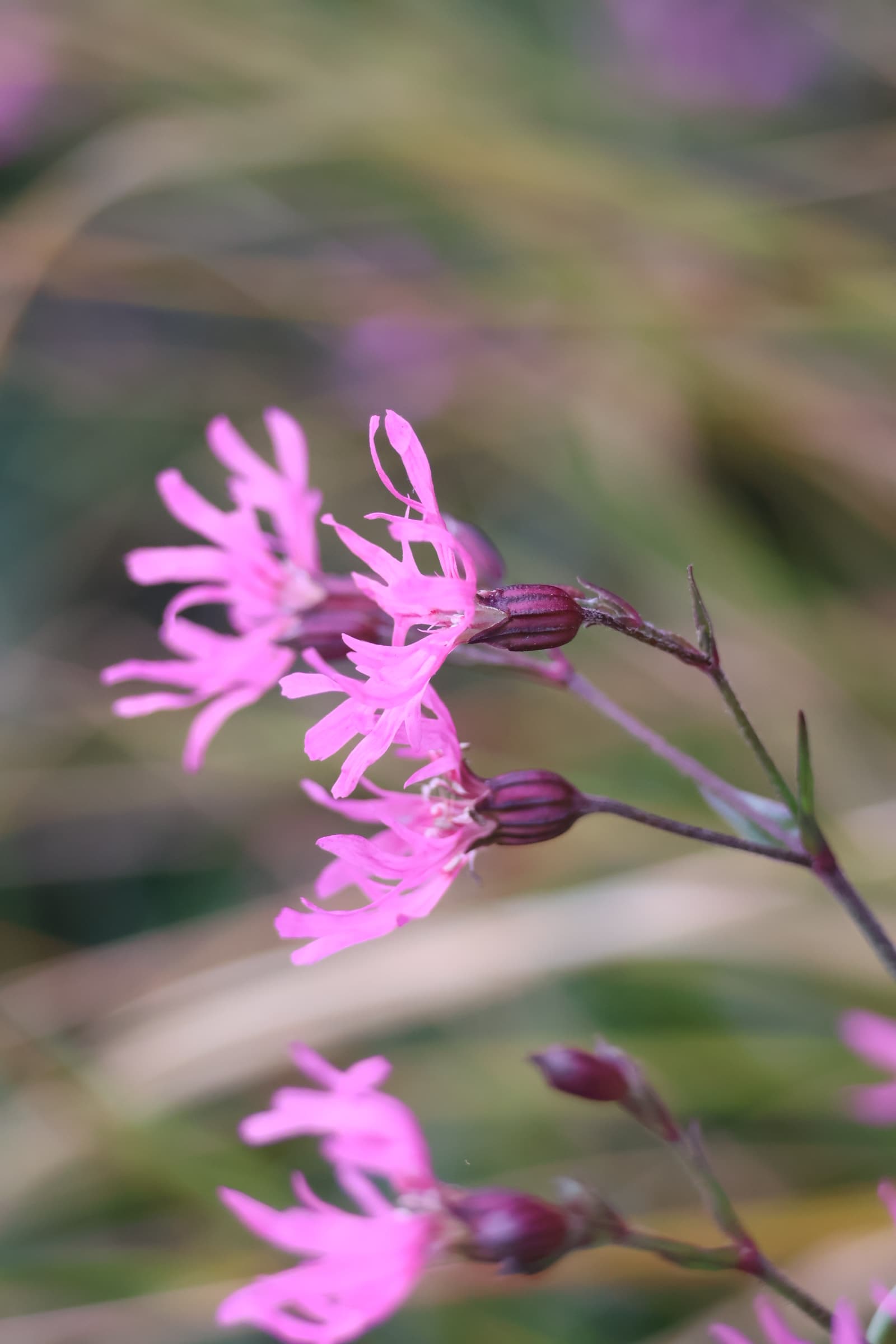 Flower 523