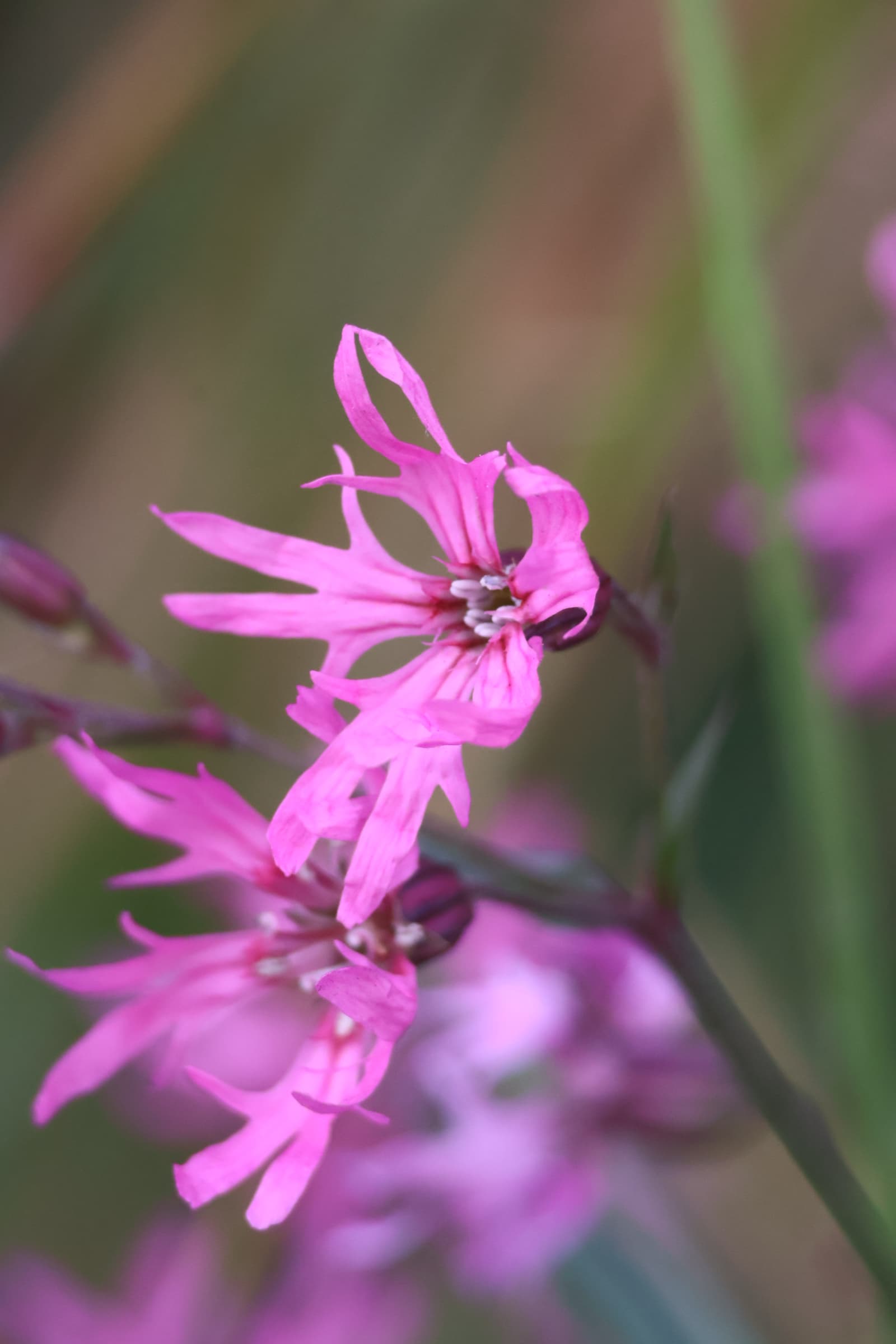 Flower 234