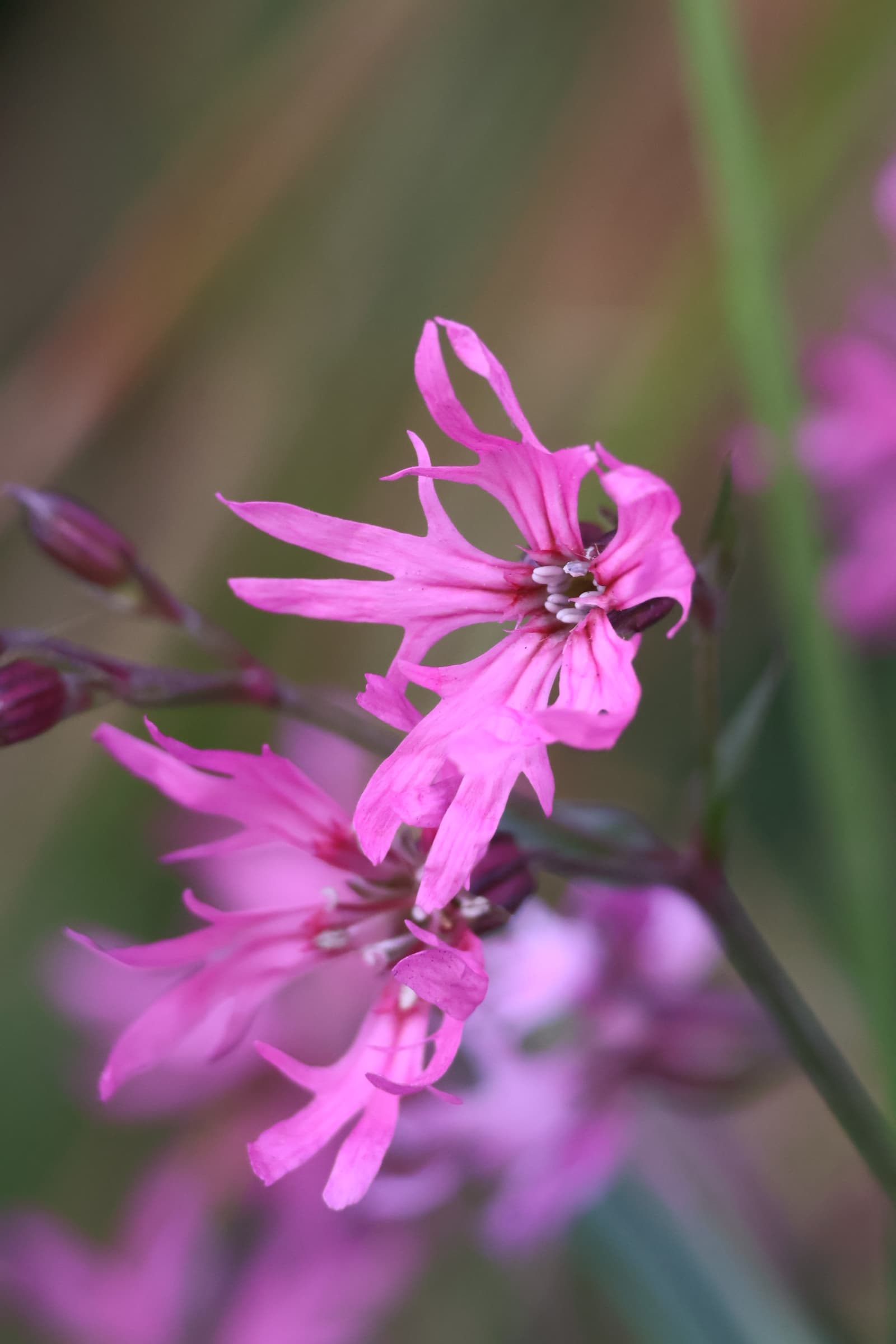 Flower 454