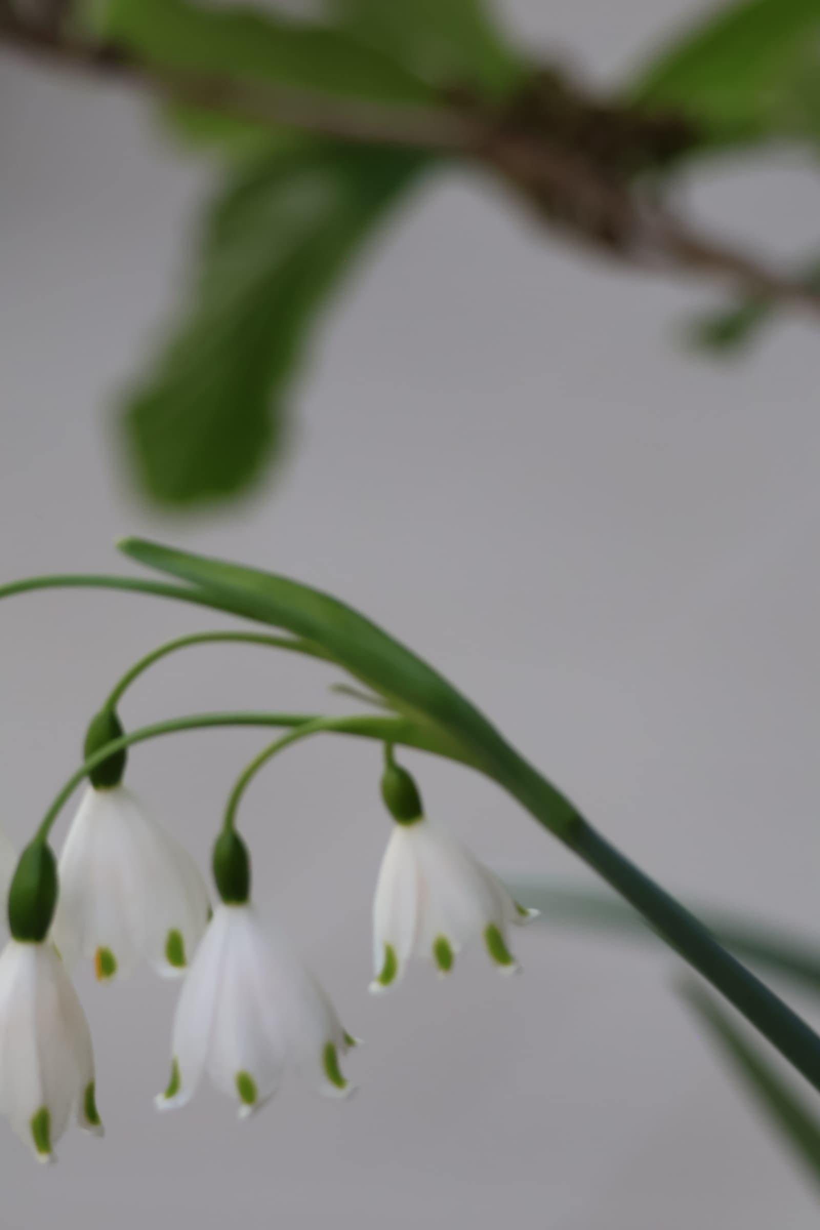 Flower 226