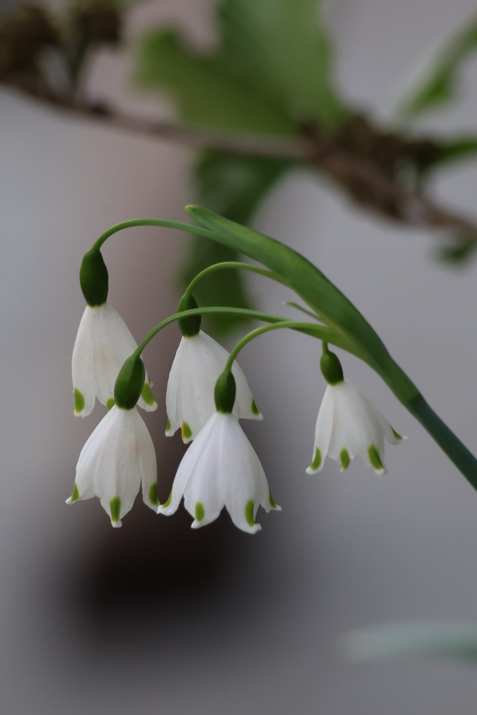 Flower 97
