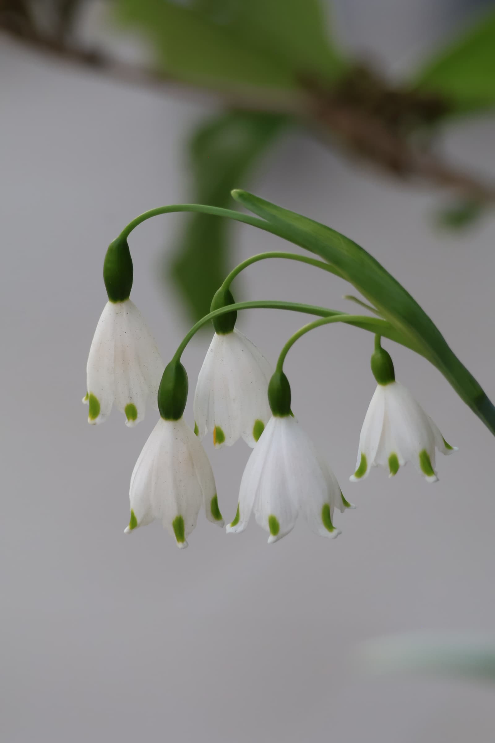 Flower 124