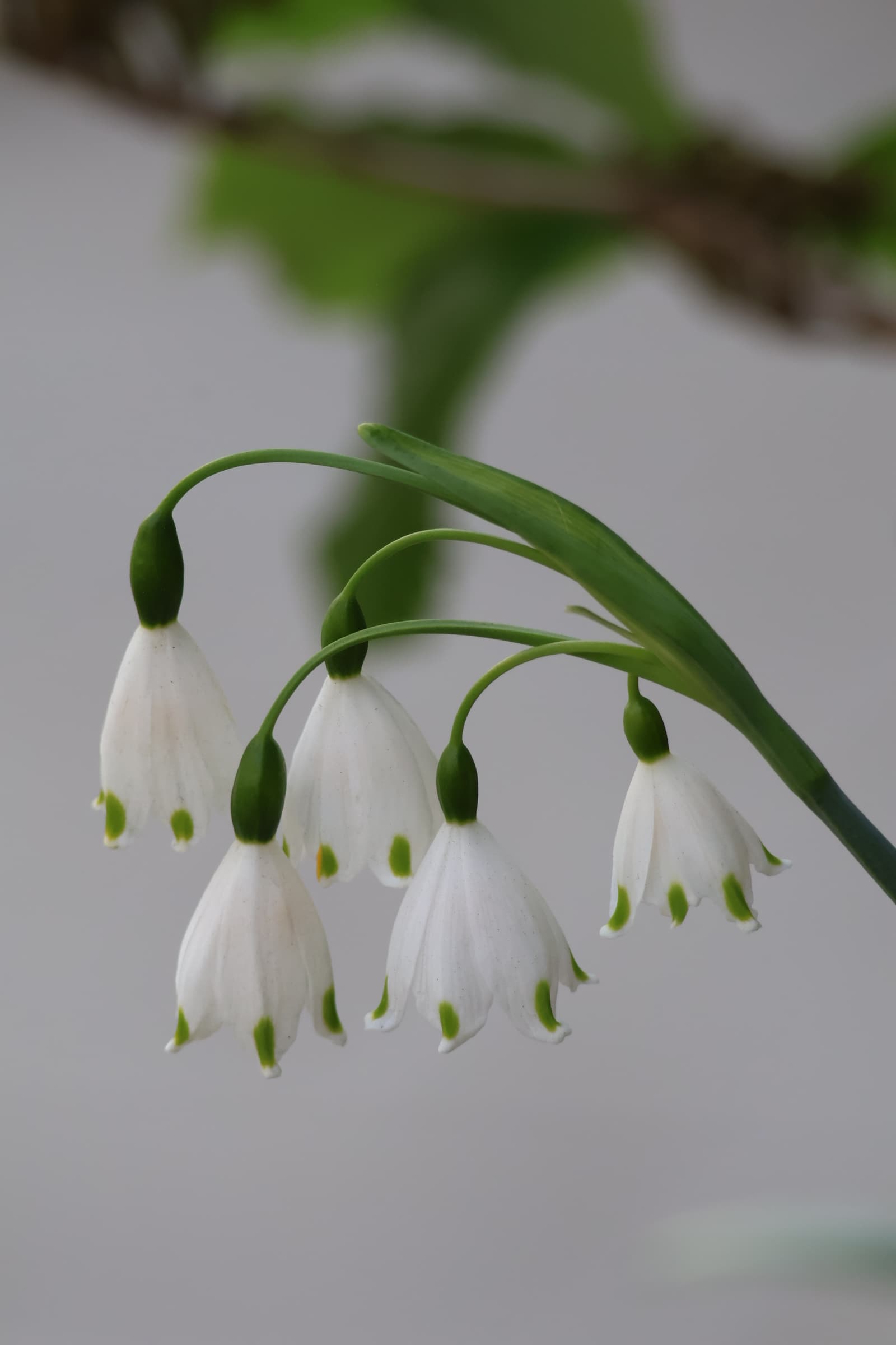 Flower 217