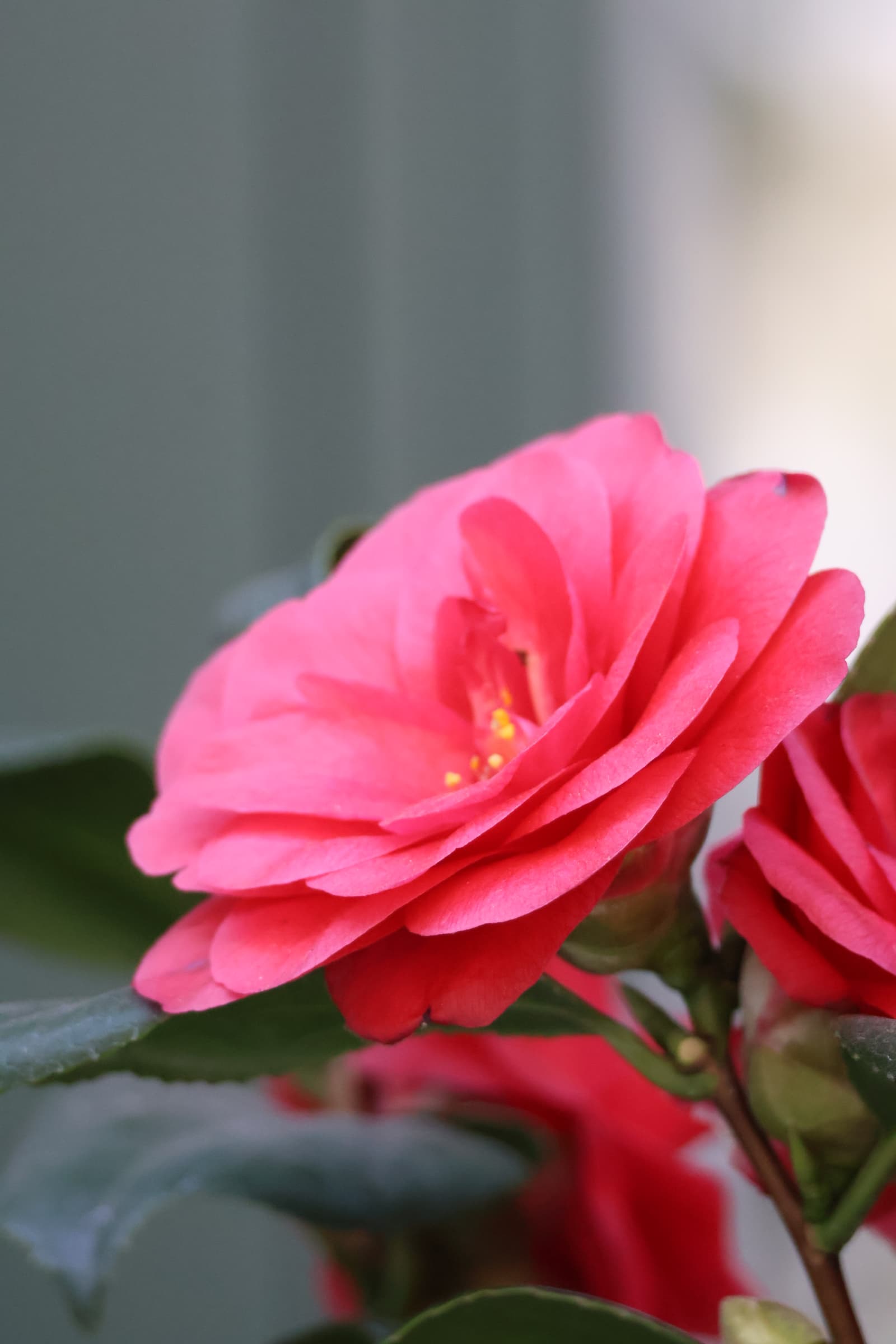 Flower 278