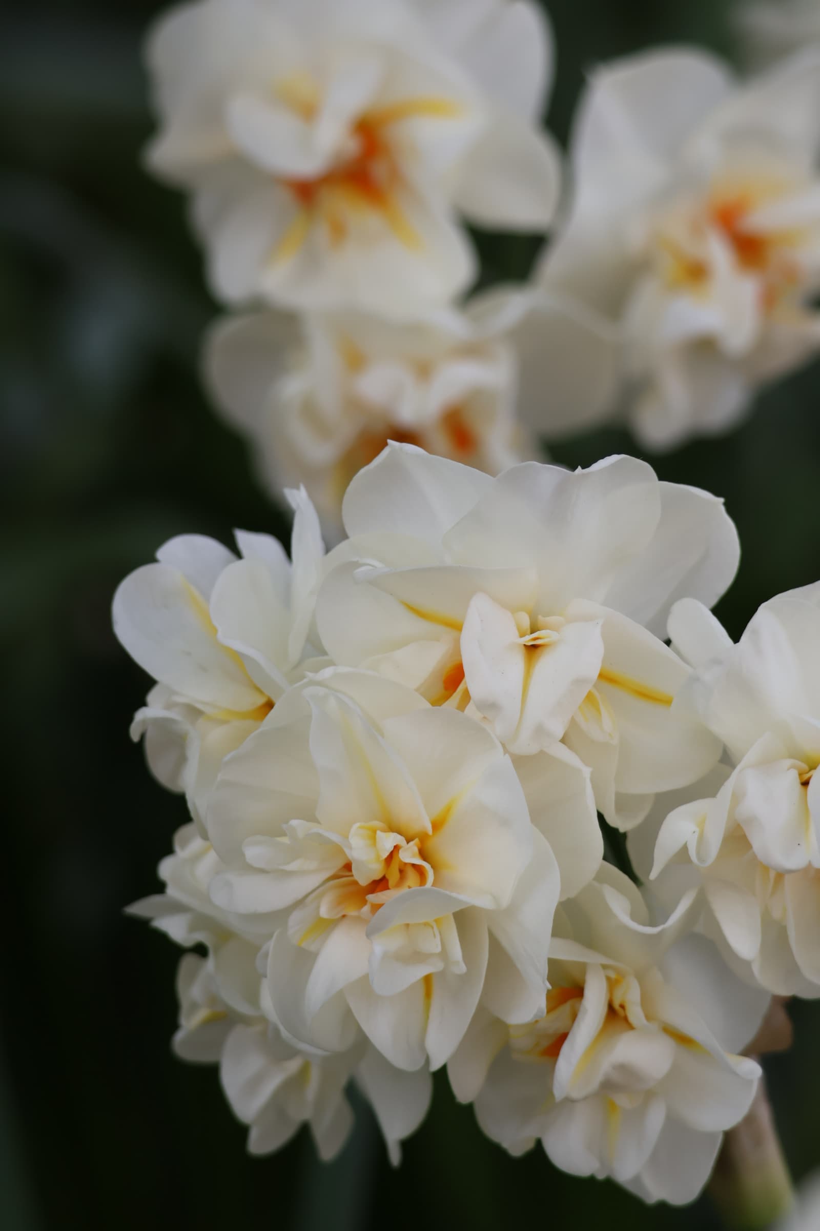 Flower 31
