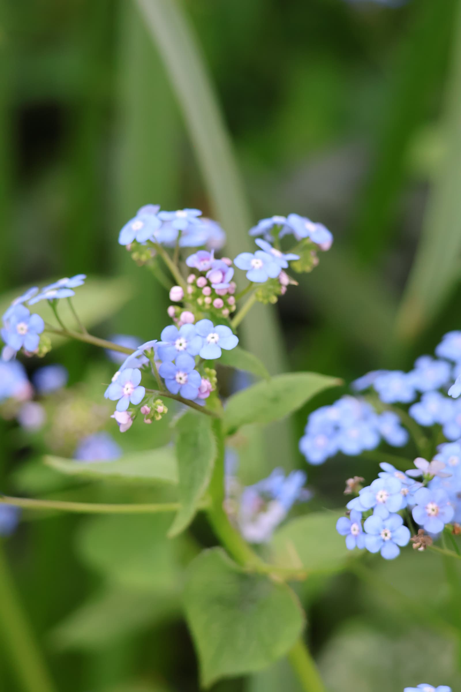 Flower 559