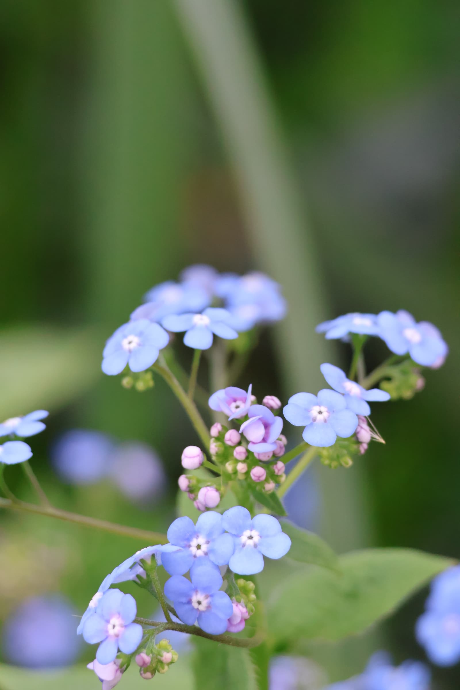 Flower 540