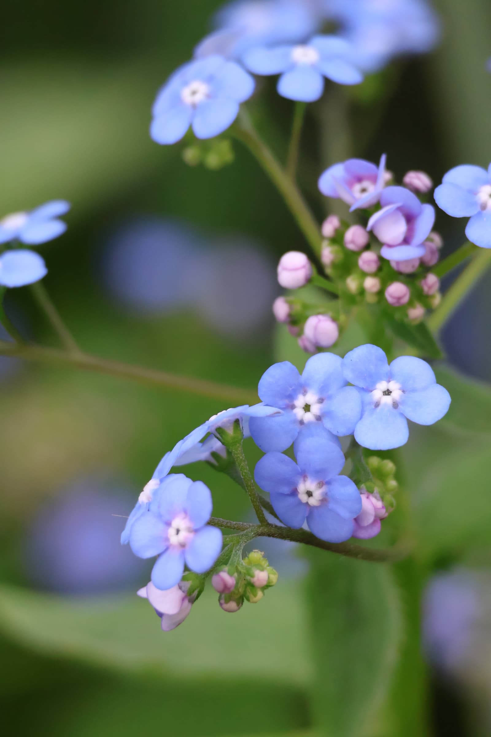 Flower 535