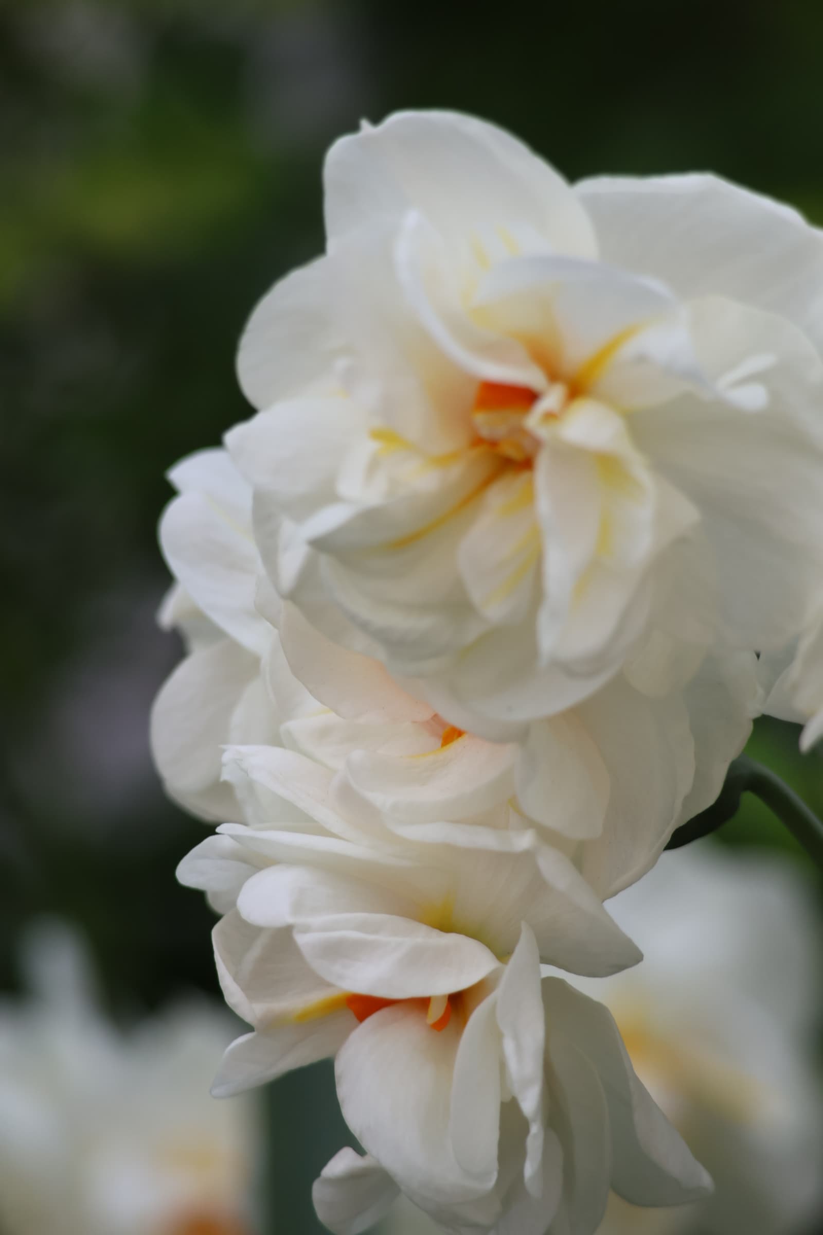 Flower 408