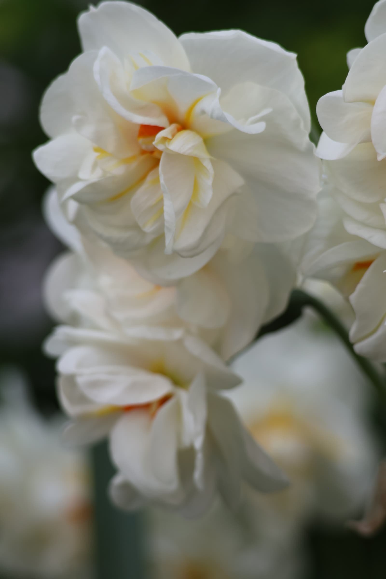 Flower 69