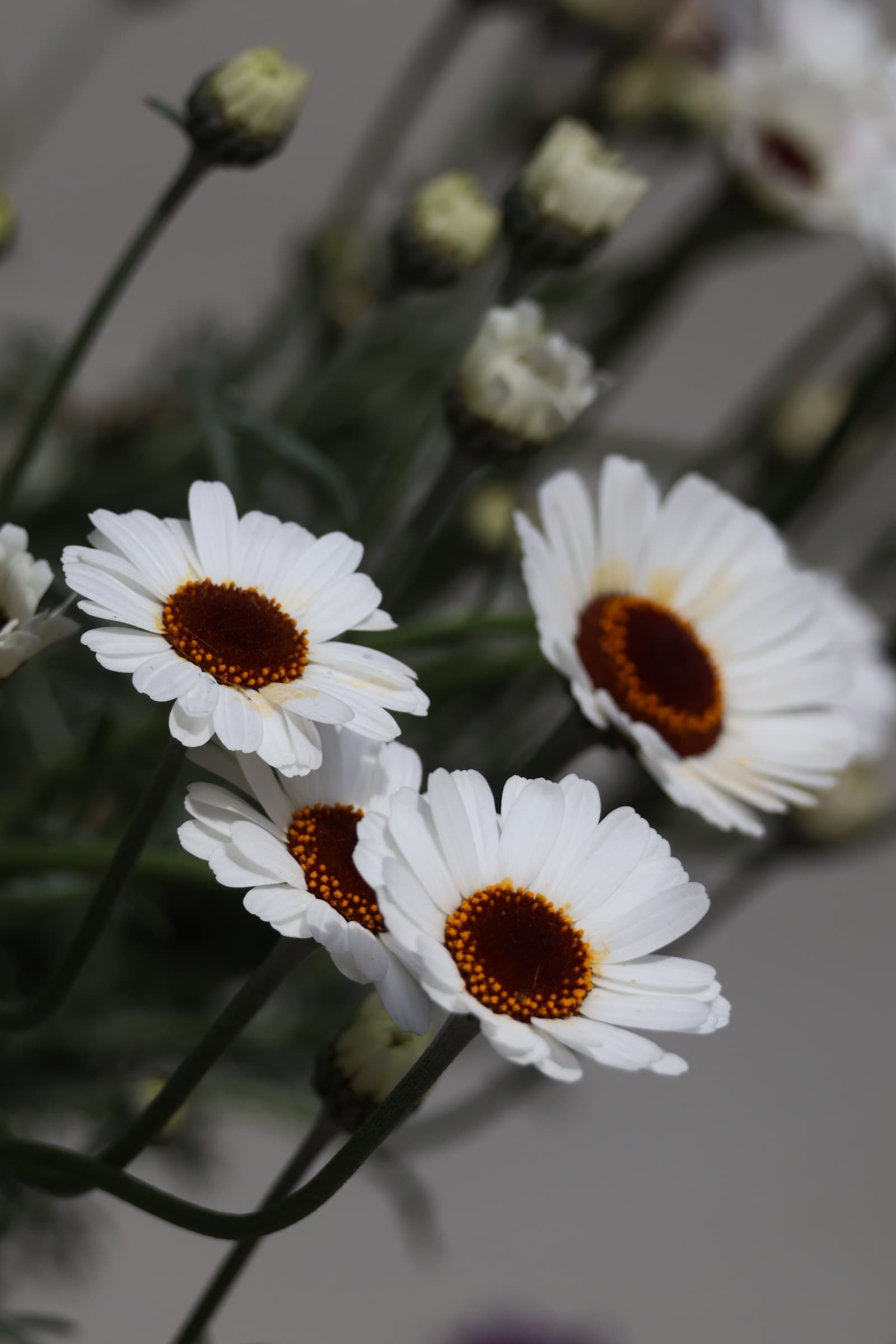 Flower 435