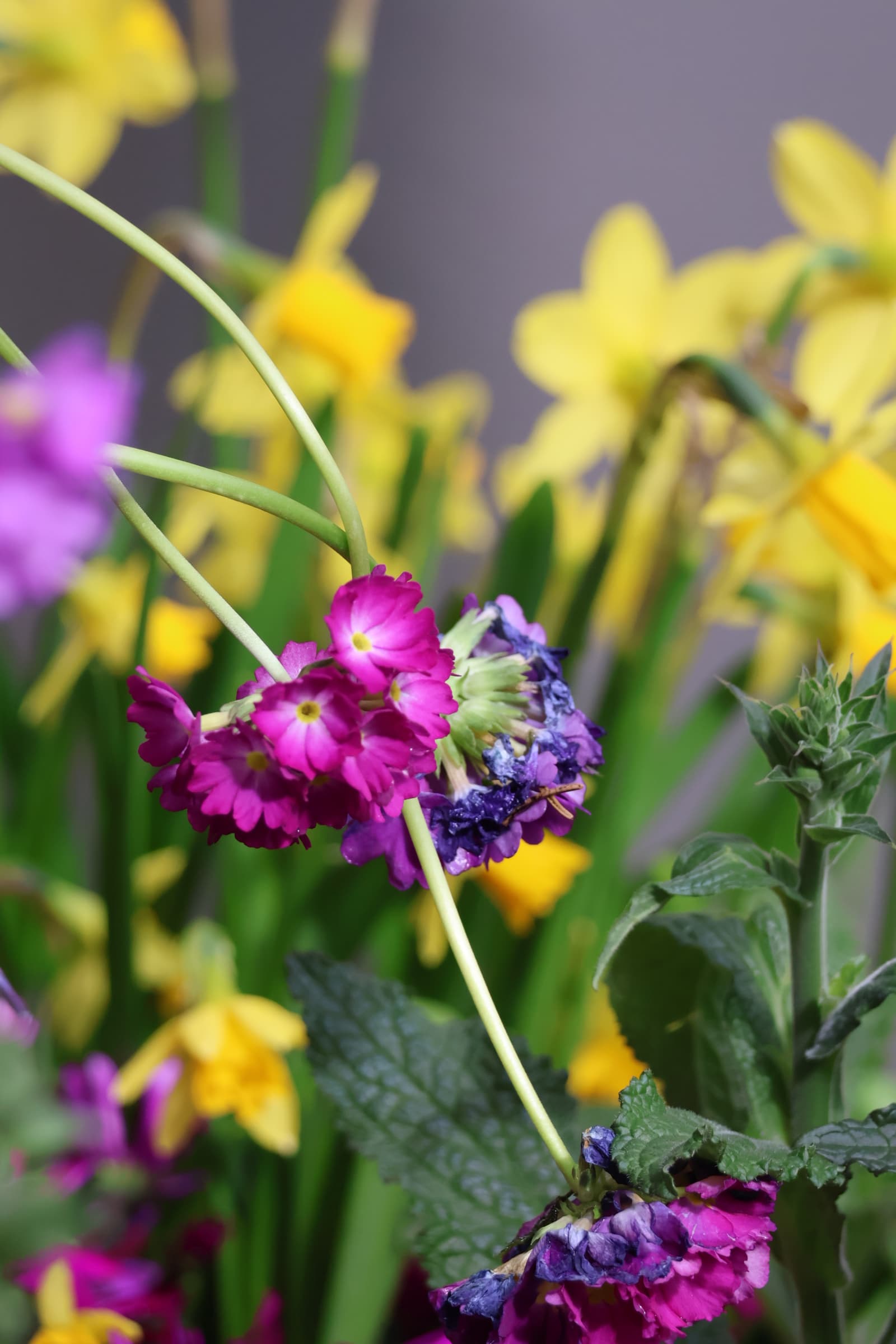 Flower 121