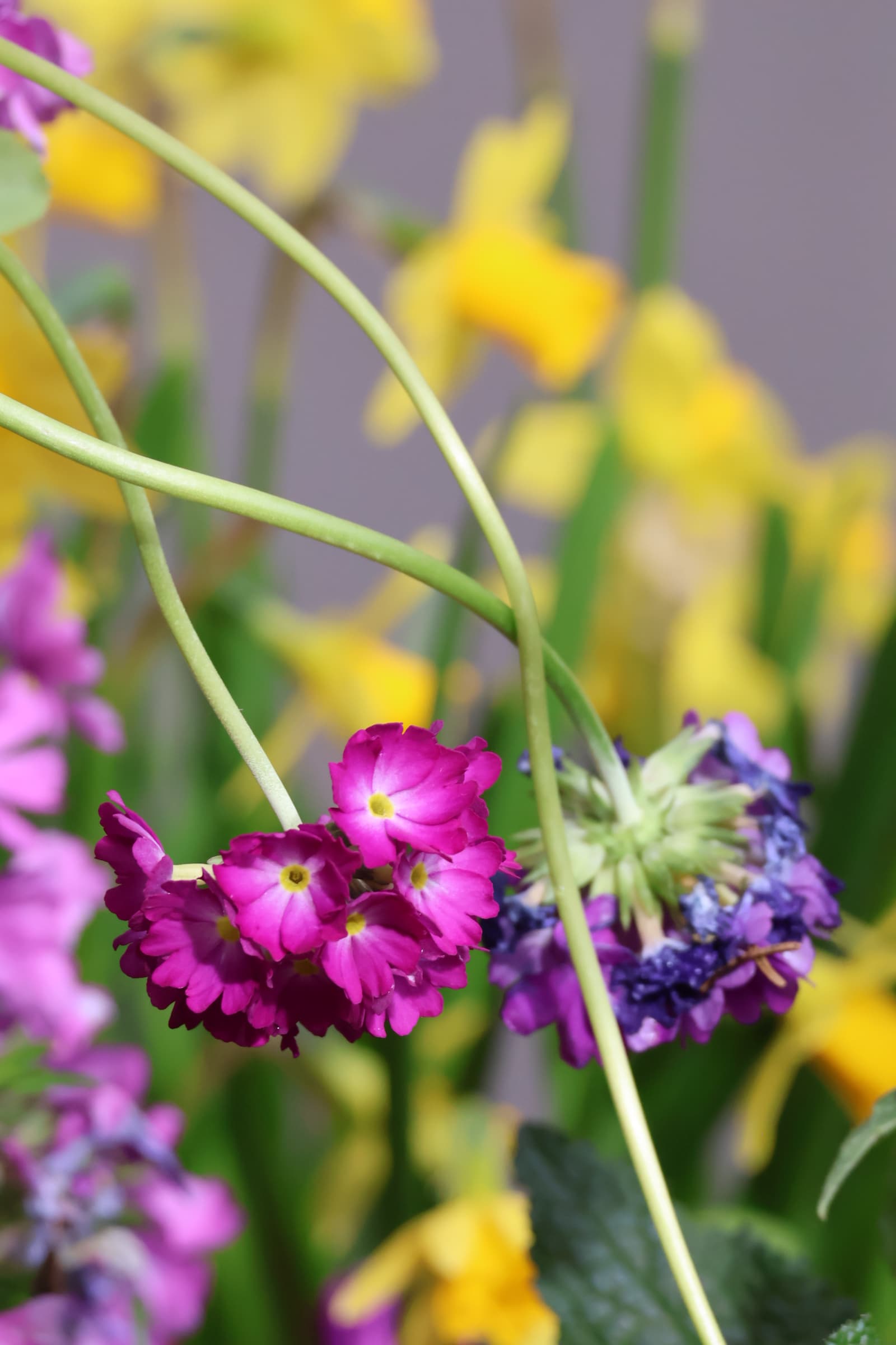 Flower 170
