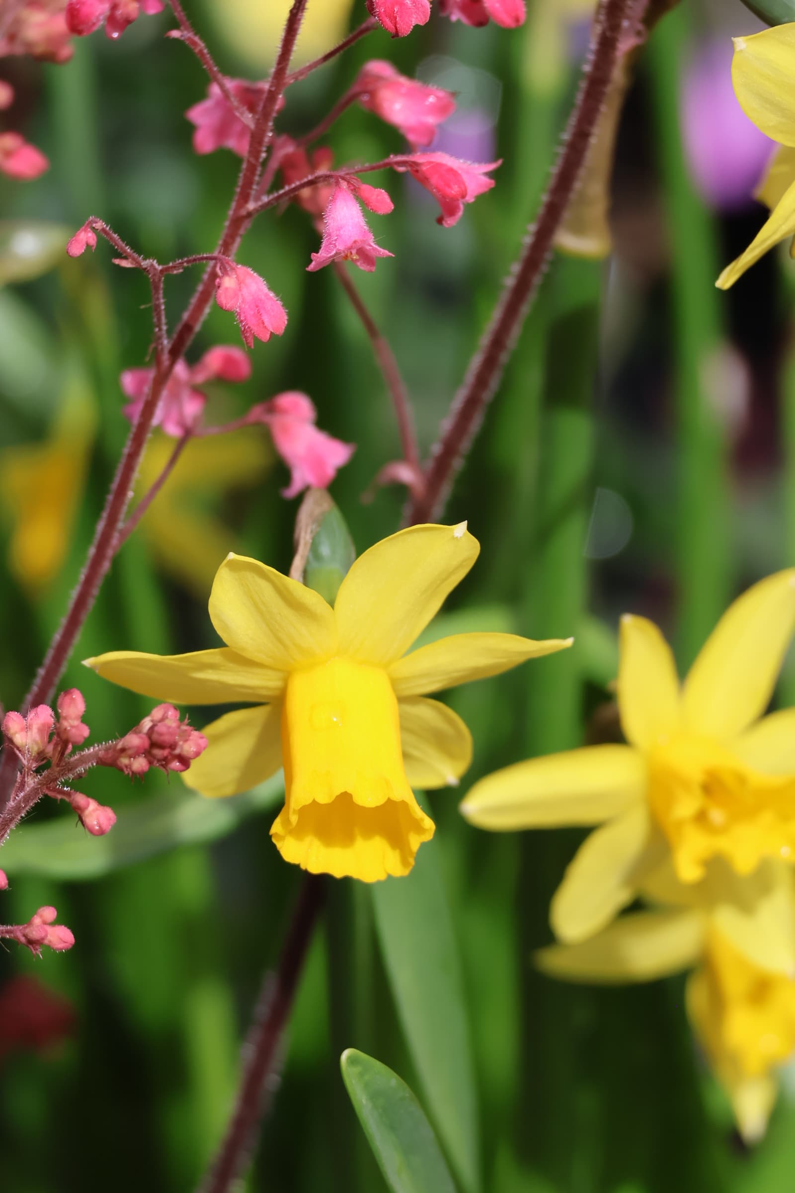Flower 383