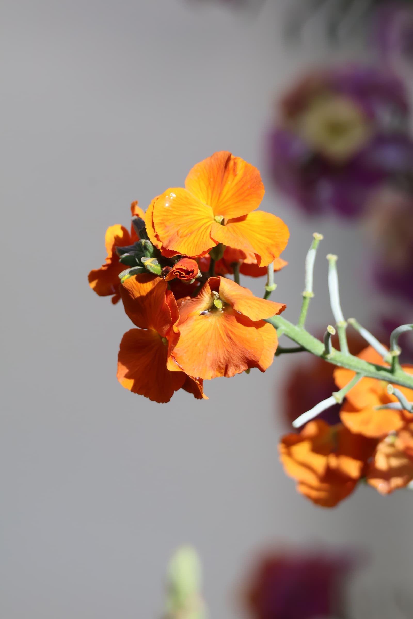 Flower 392