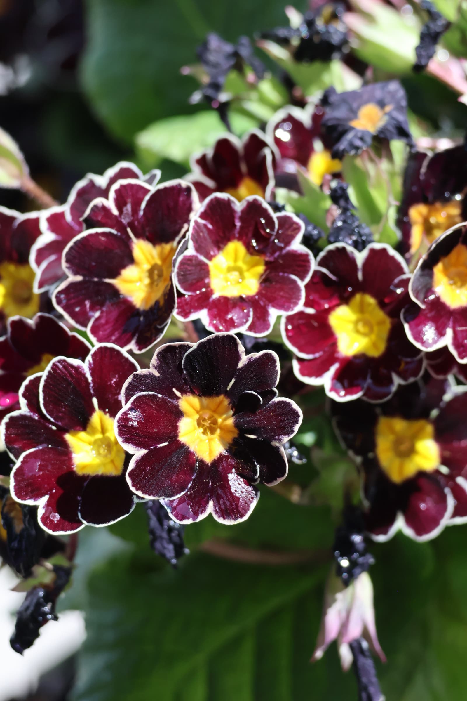 Flower 366