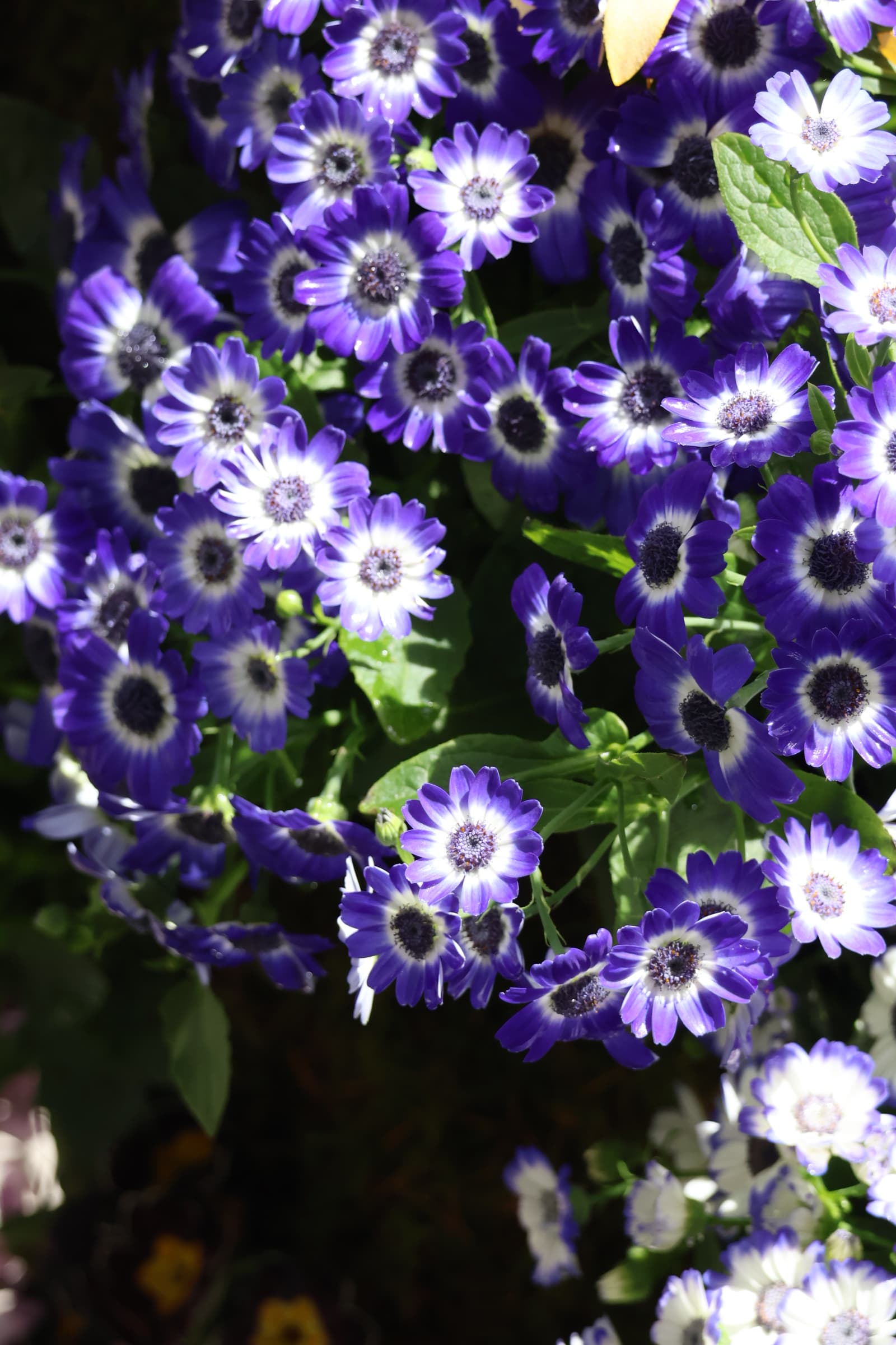 Flower 152