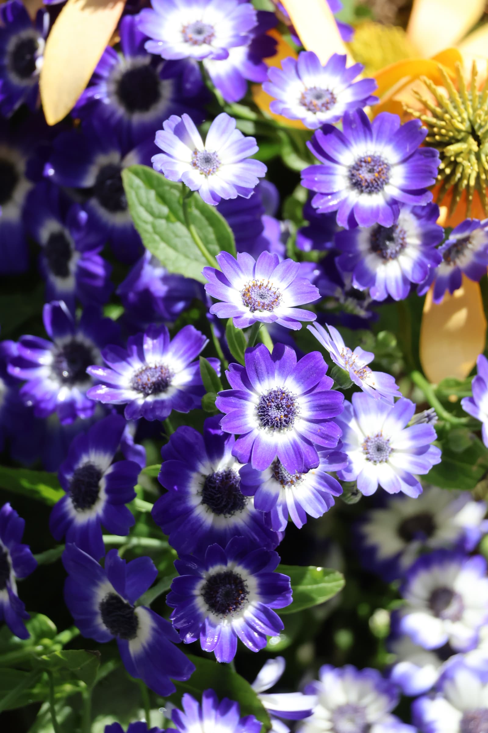 Flower 256