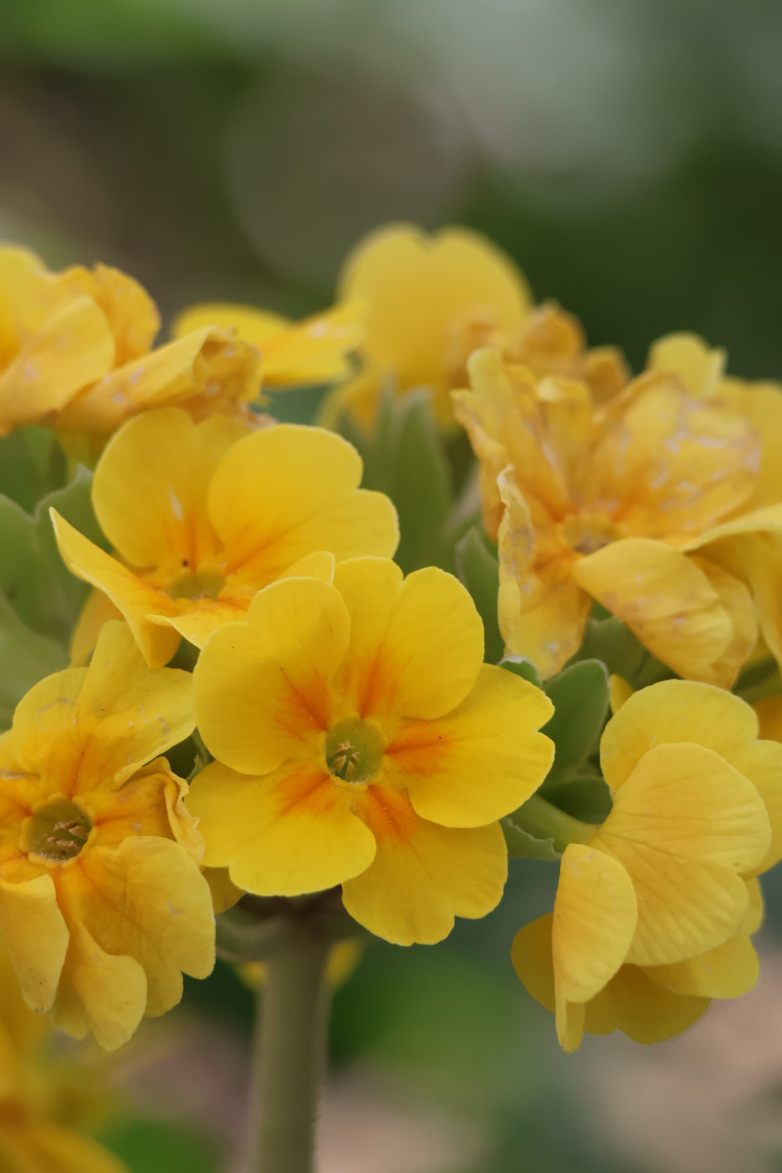 Flower 467