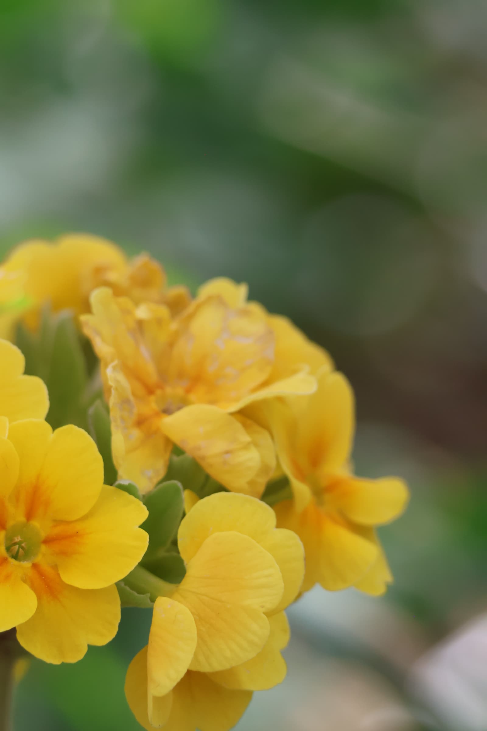 Flower 197