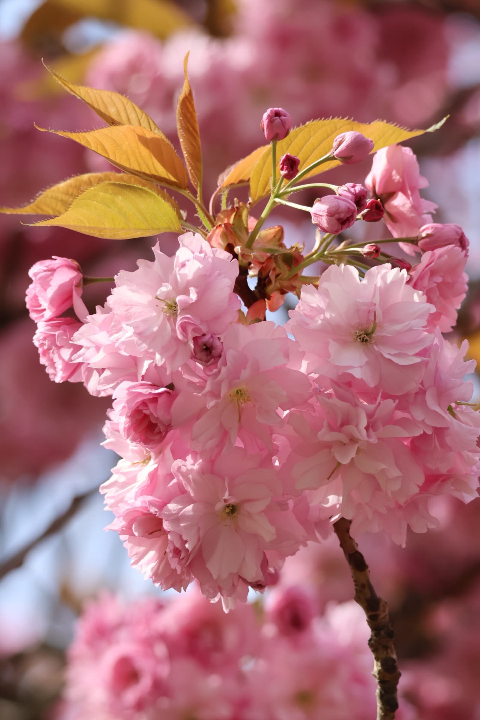 Flower 133