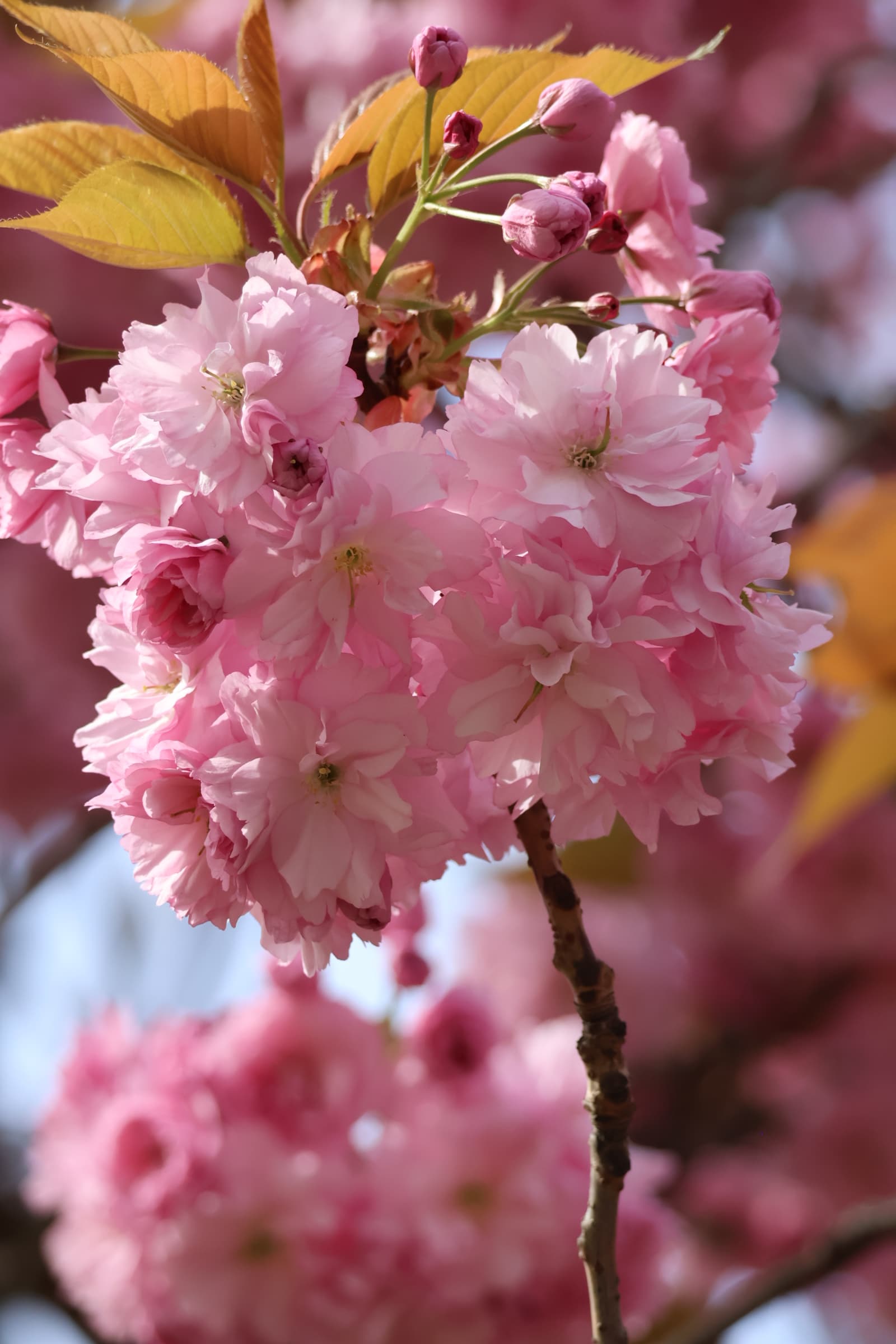 Flower 429