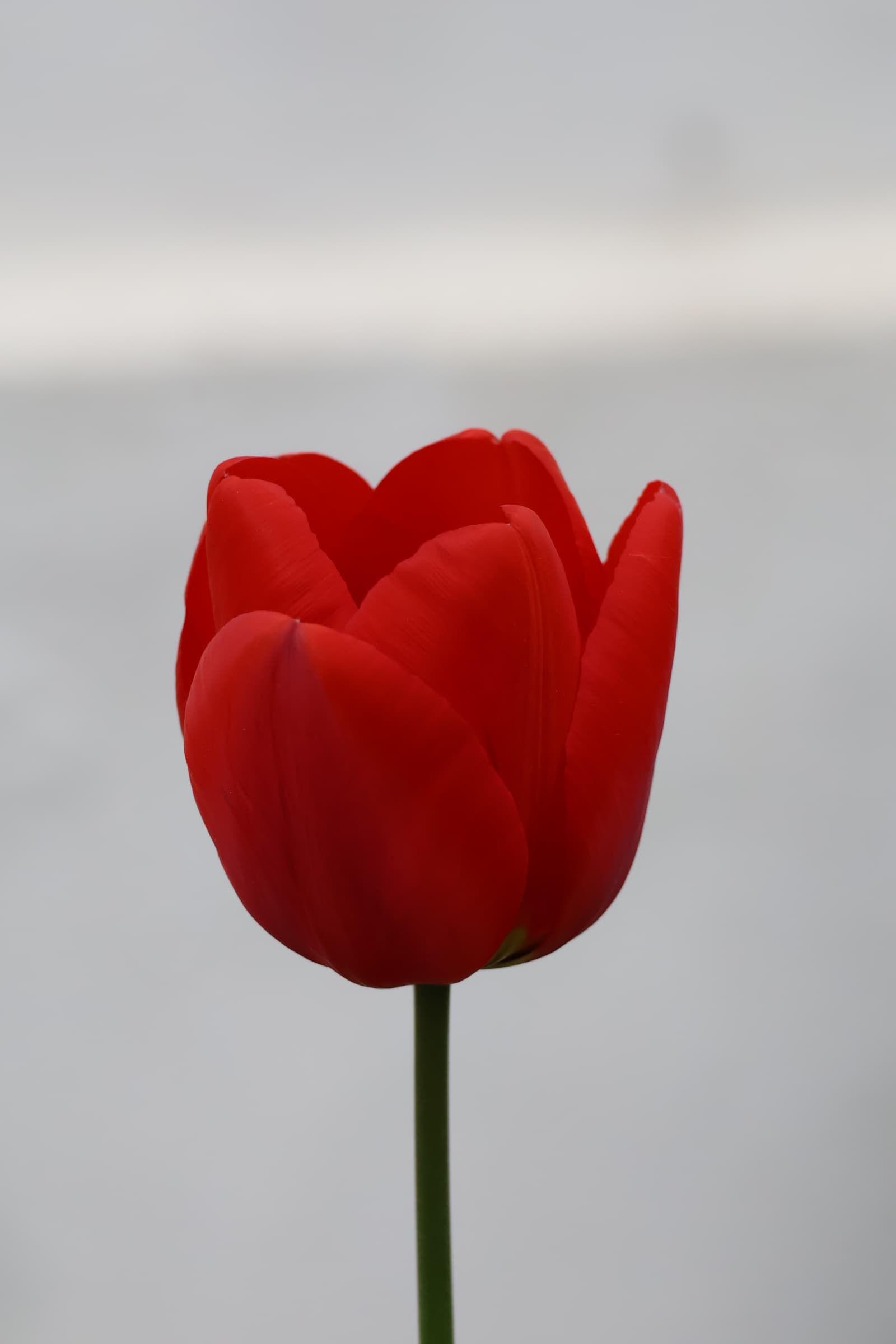Flower 13