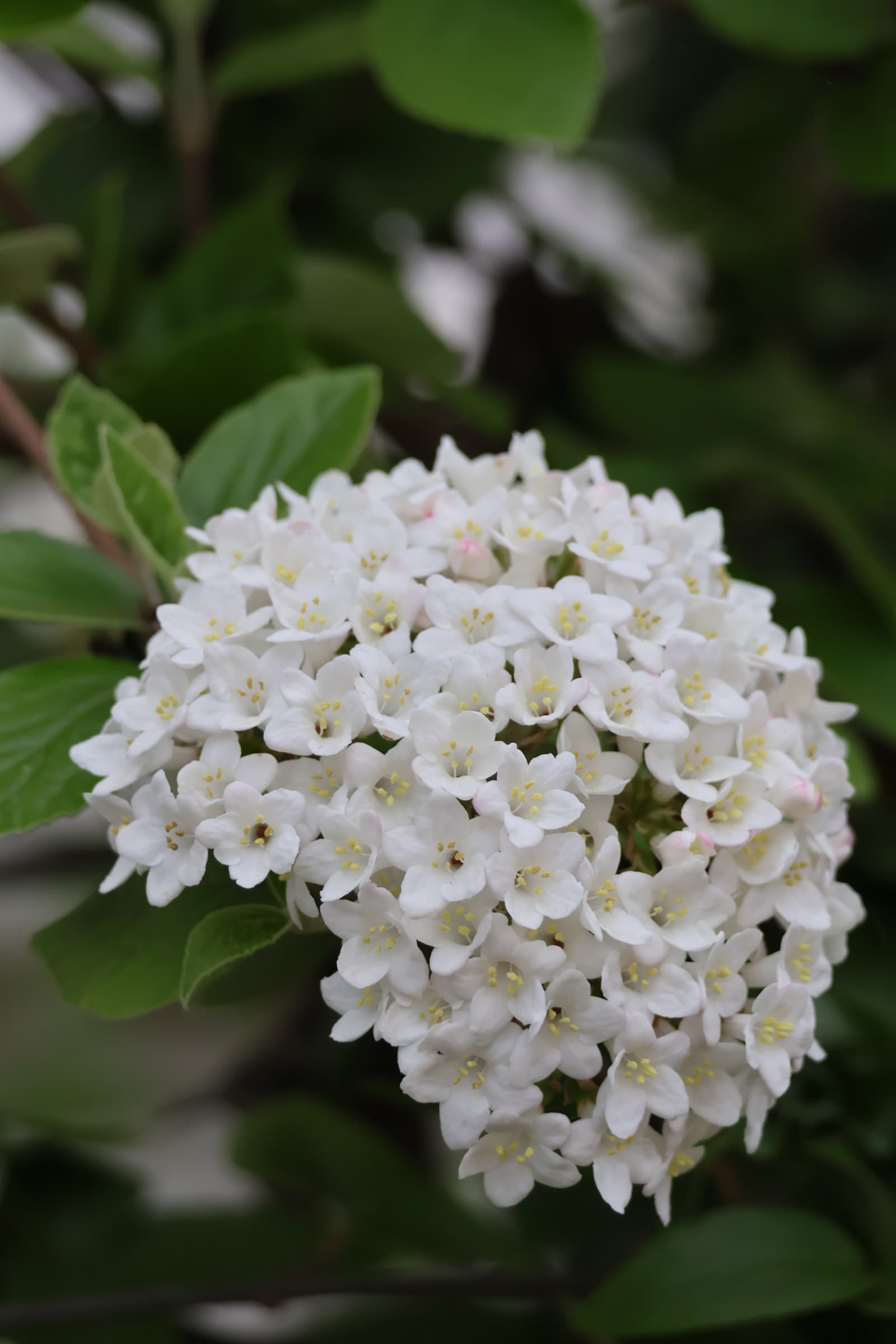 Flower 181