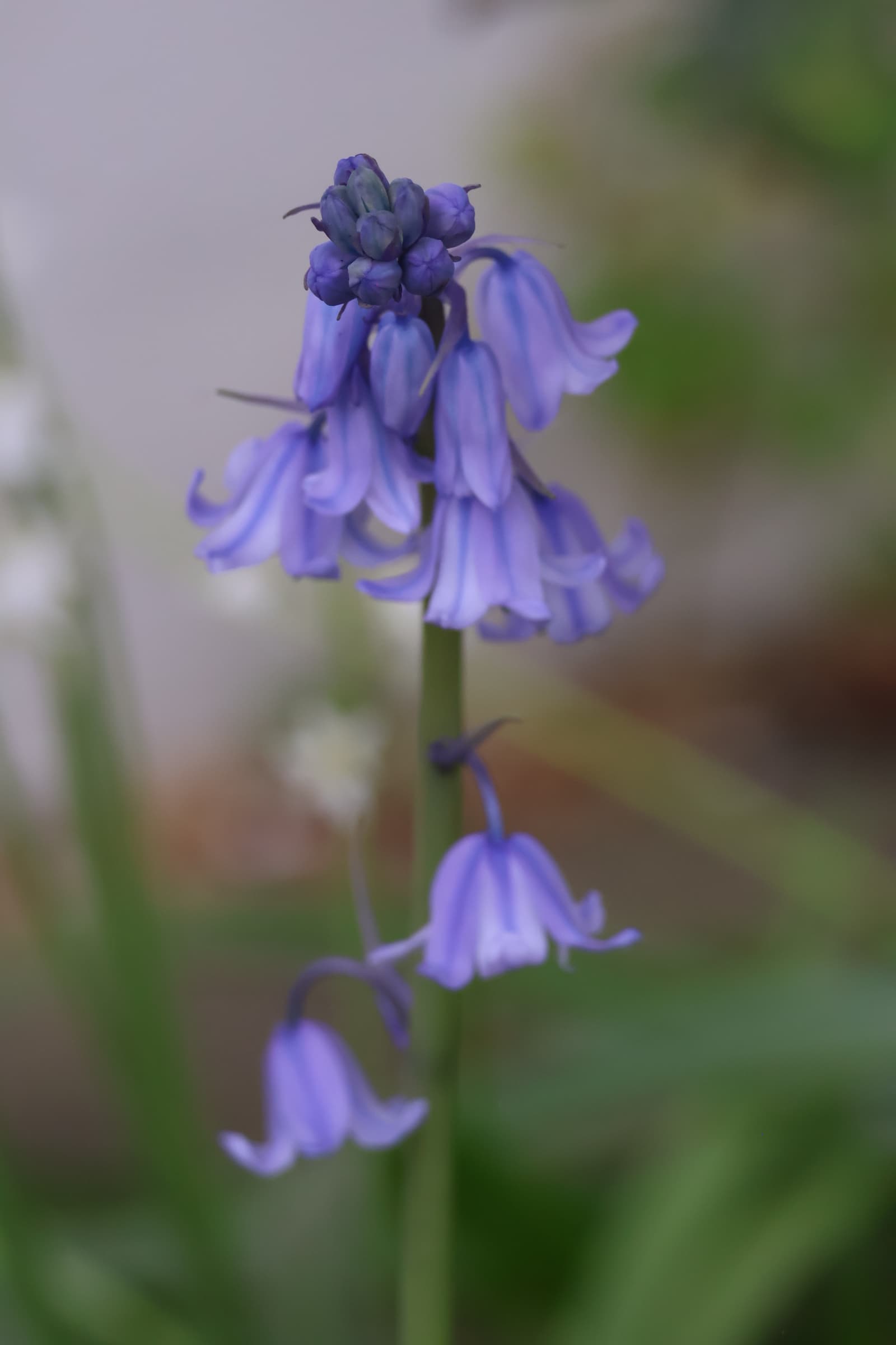 Flower 309