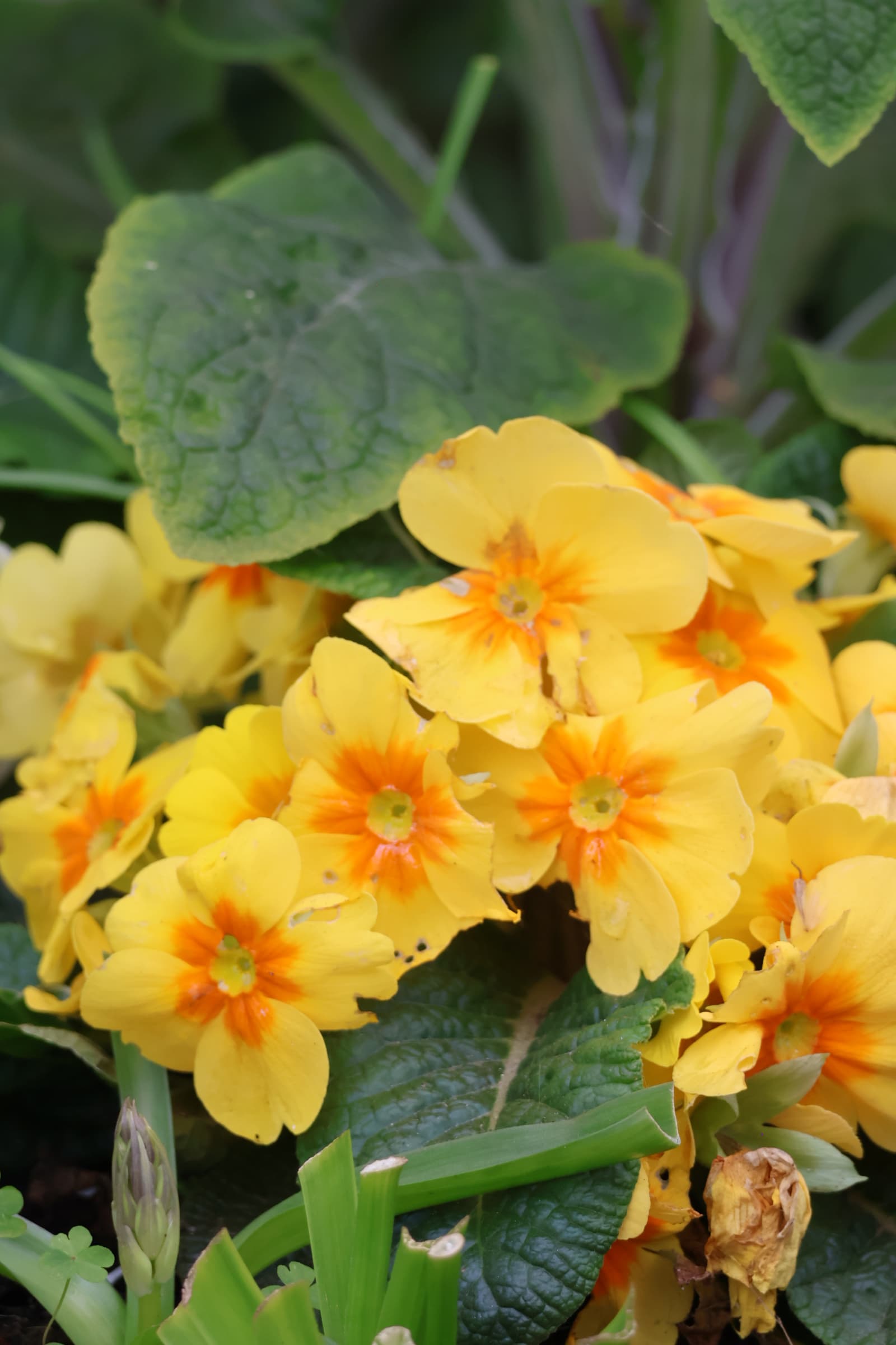 Flower 166