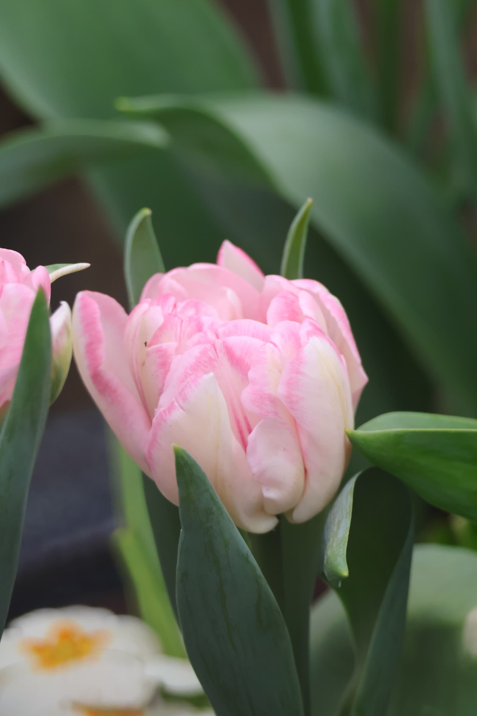 Flower 376