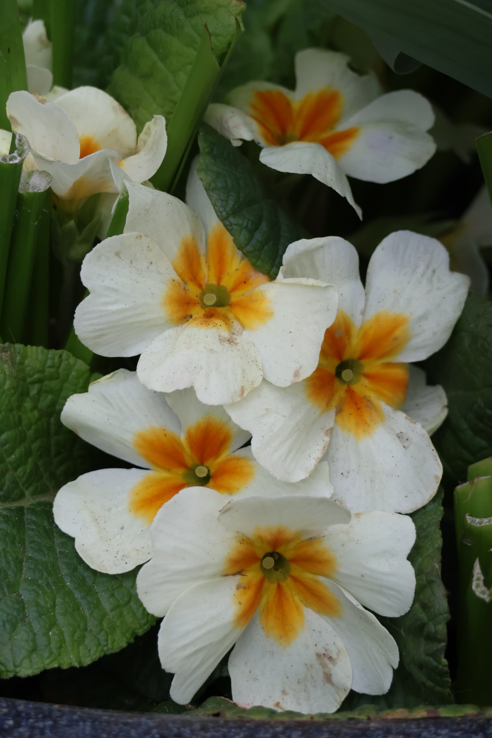 Flower 220