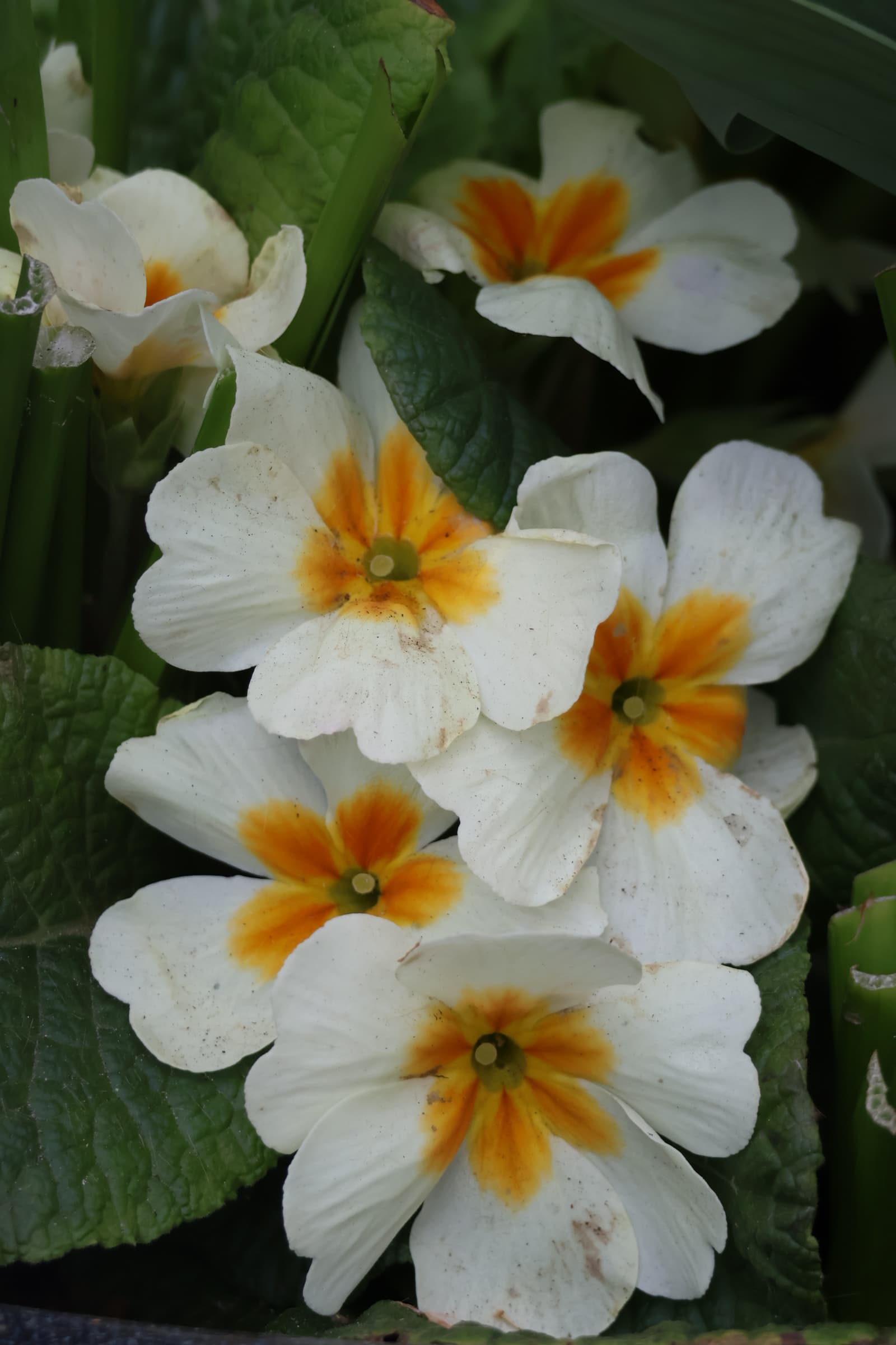 Flower 30