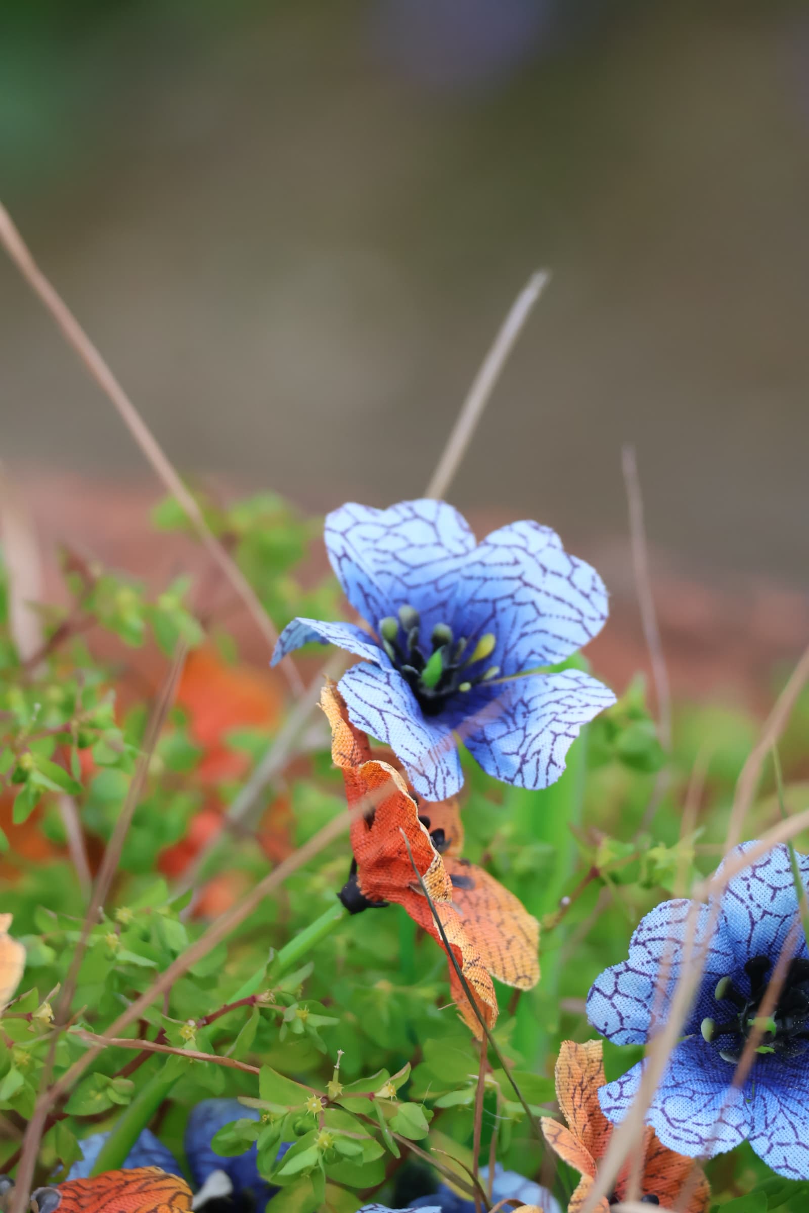 Flower 23