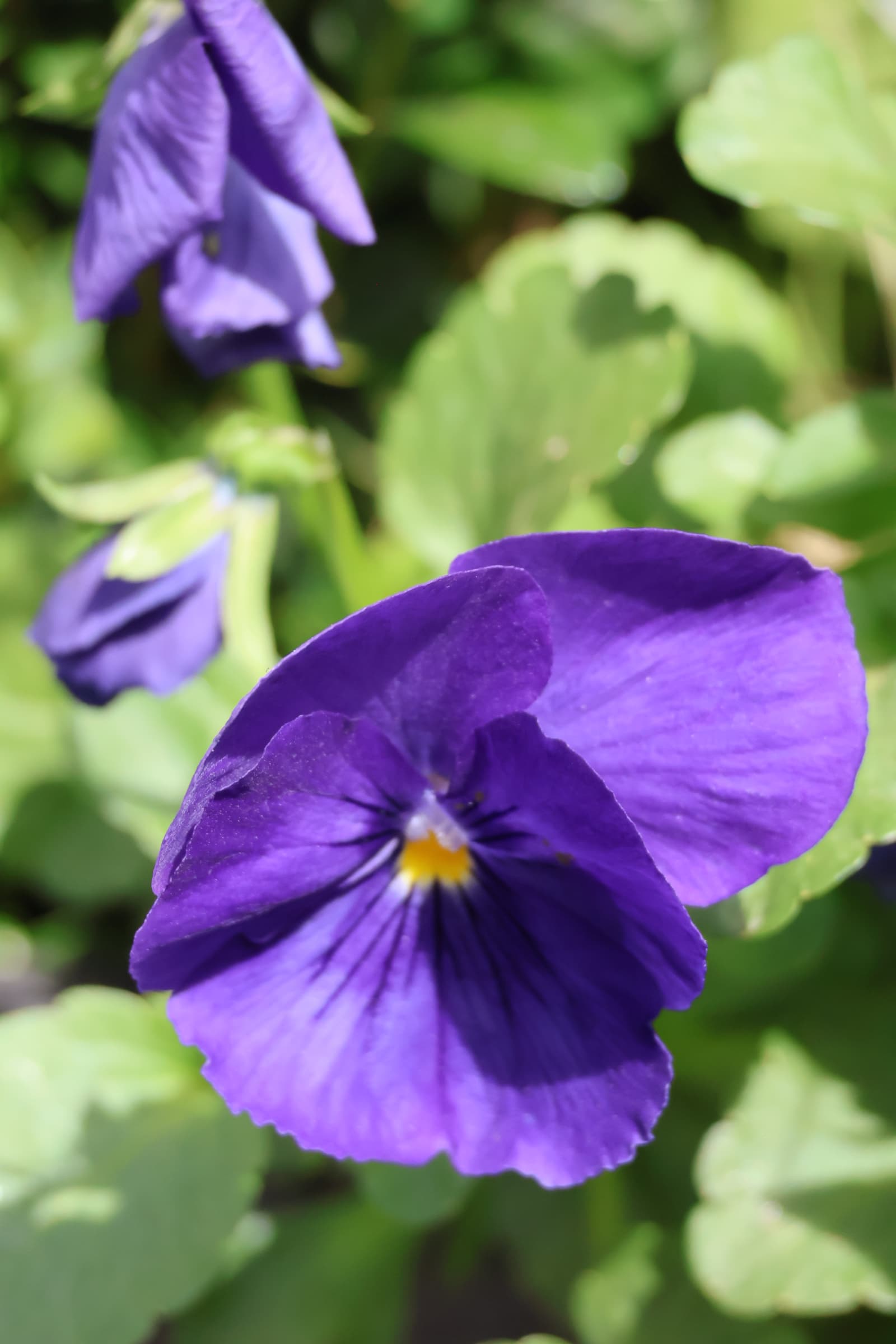 Flower 283