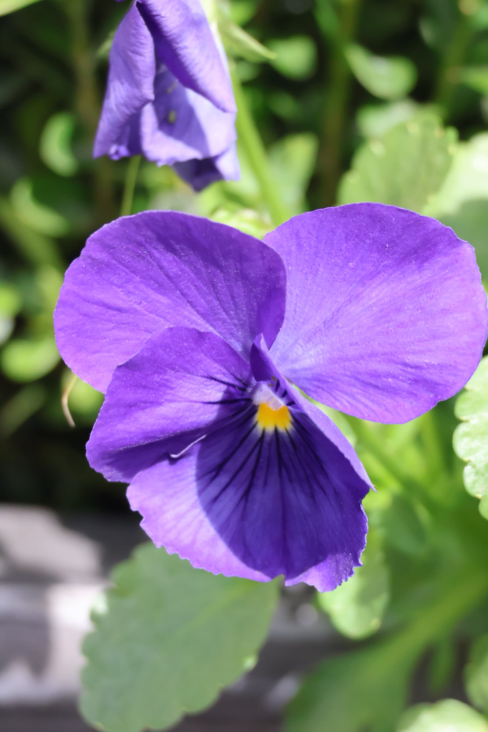 Flower 27
