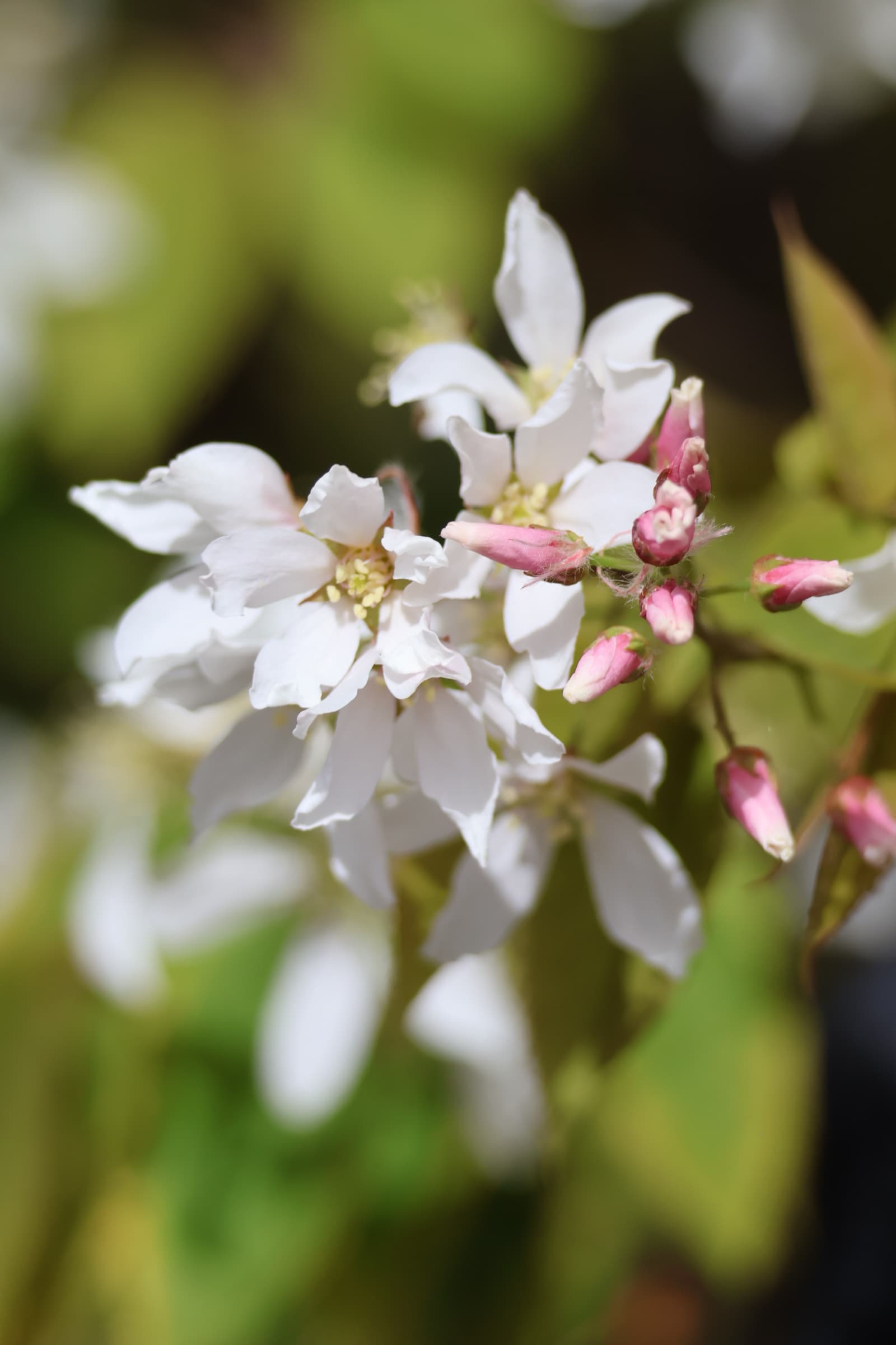 Flower 442