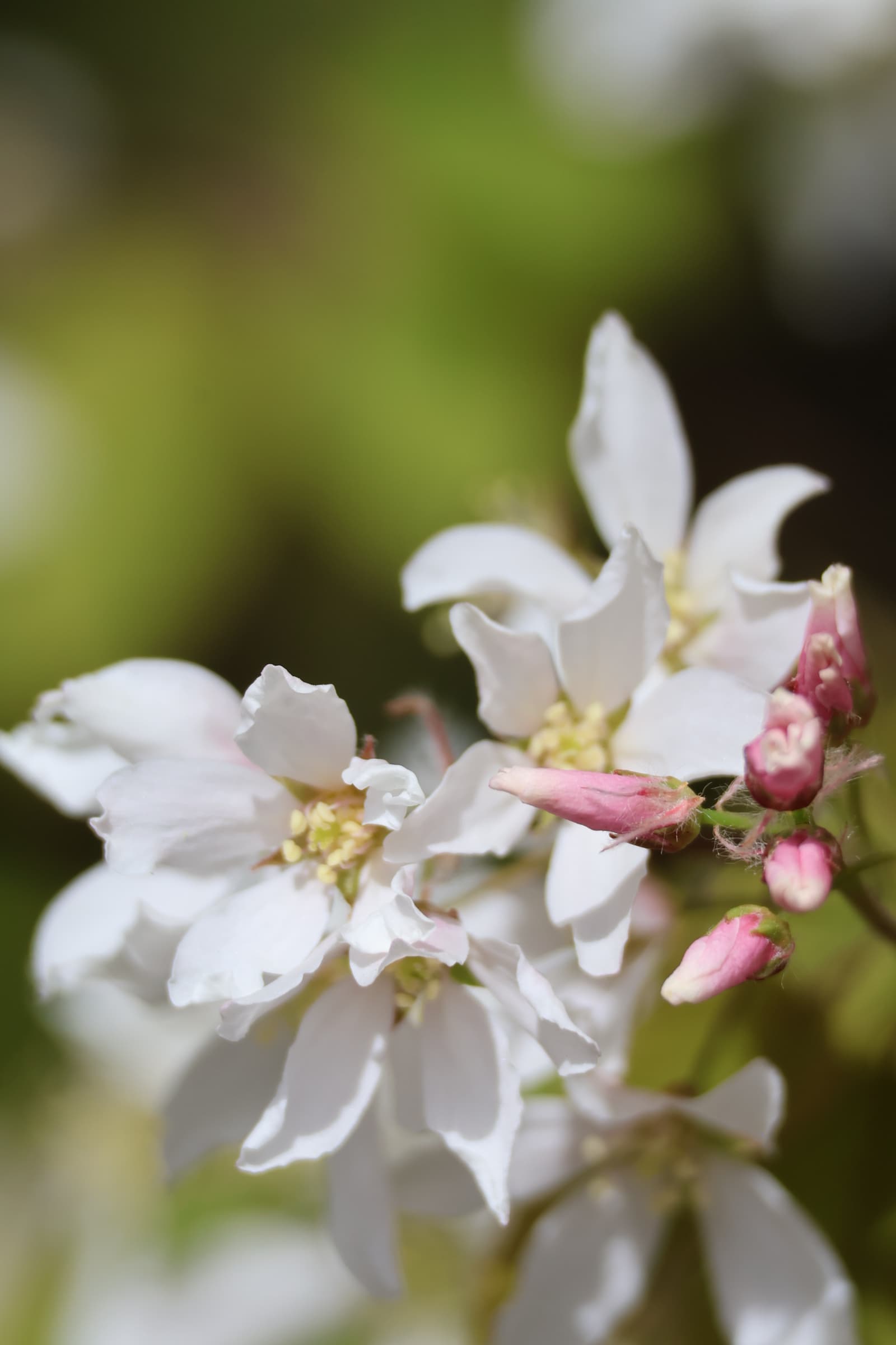 Flower 446
