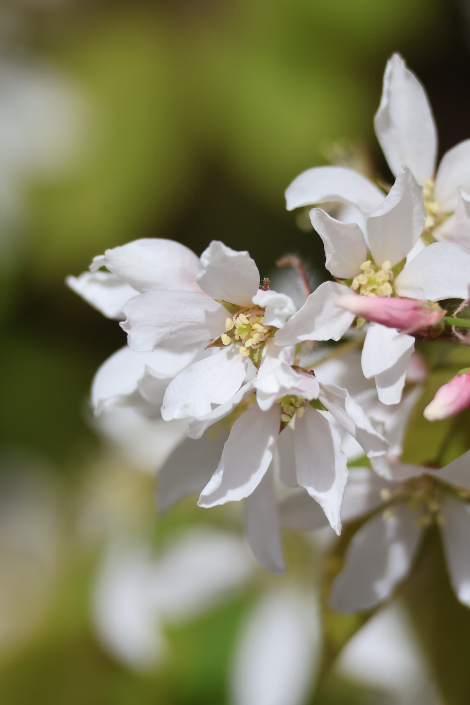 Flower 441