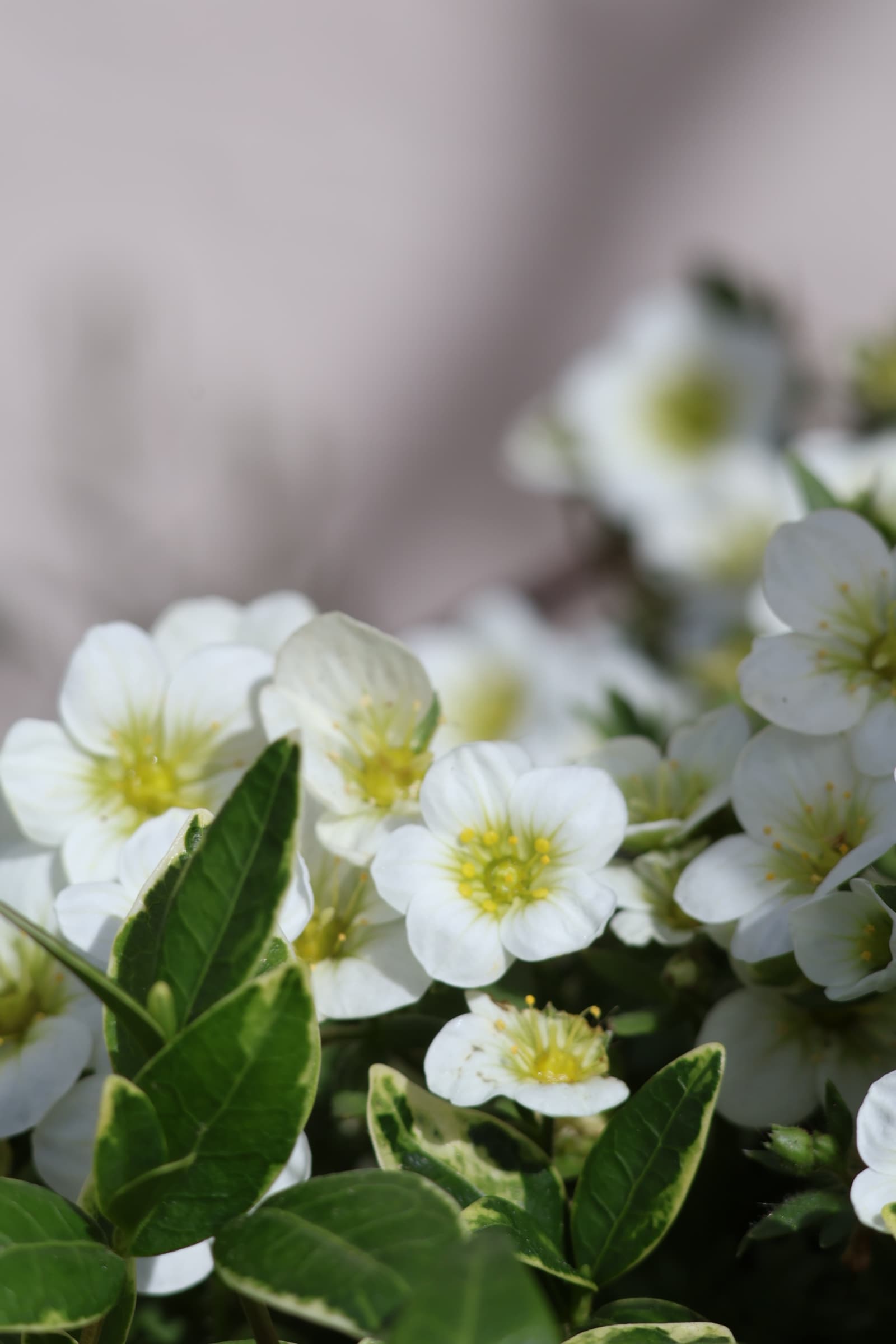 Flower 25