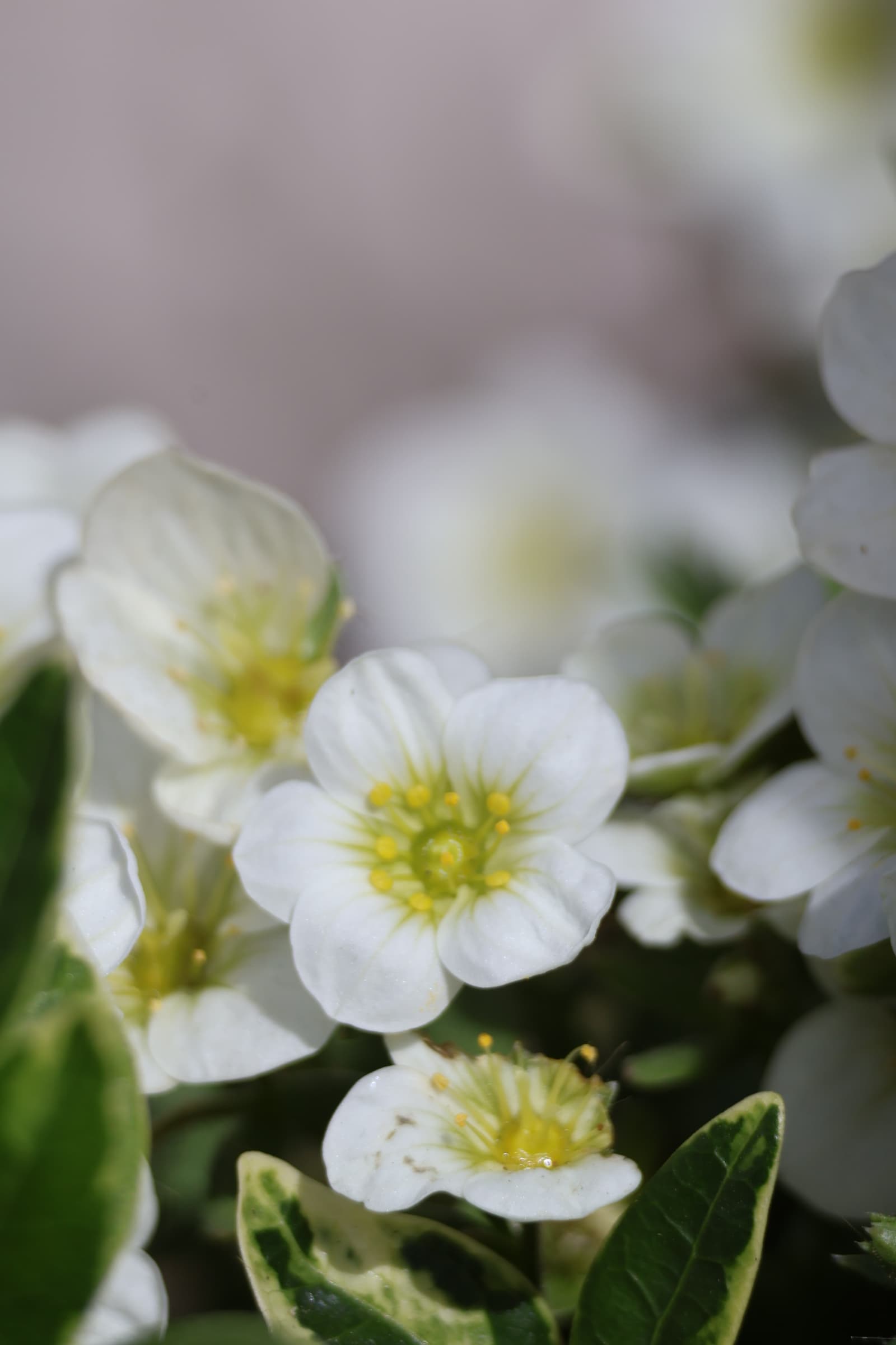 Flower 377