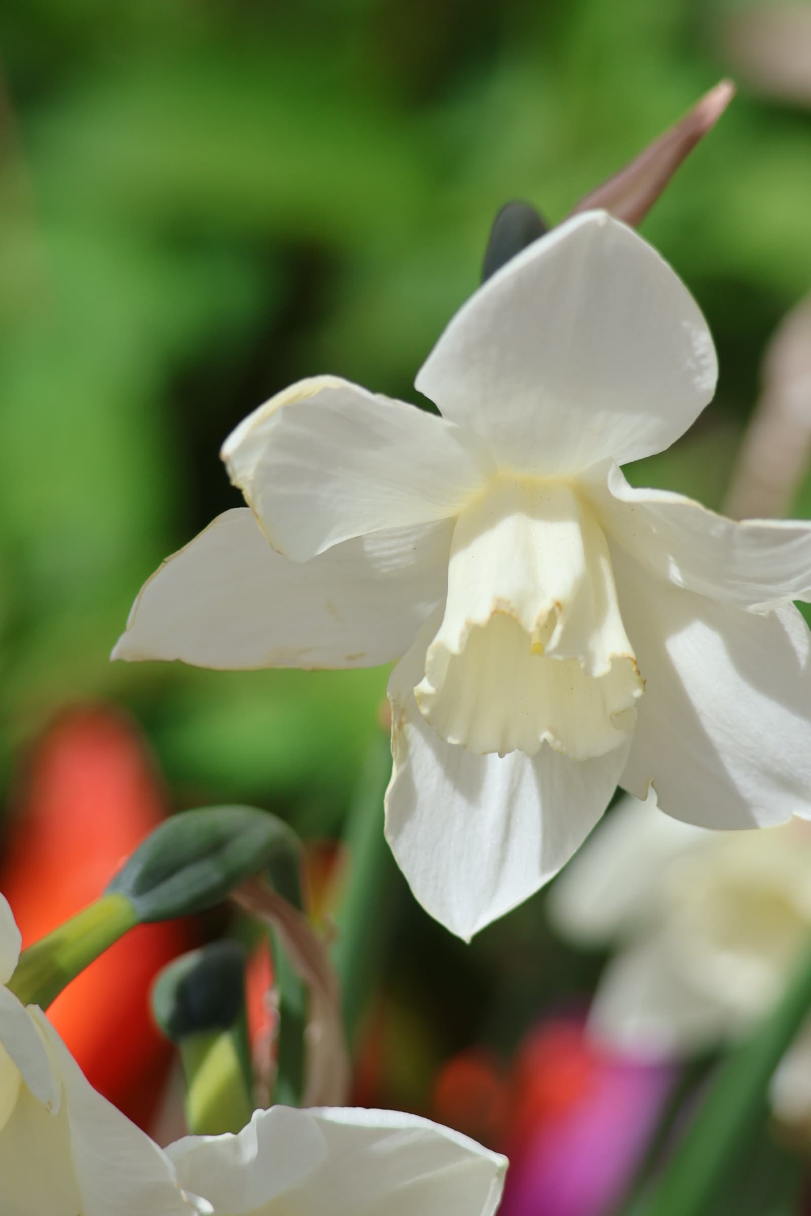 Flower 504