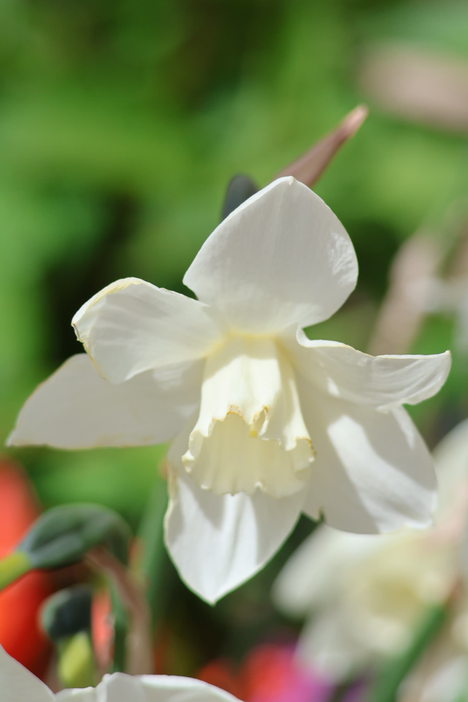 Flower 338