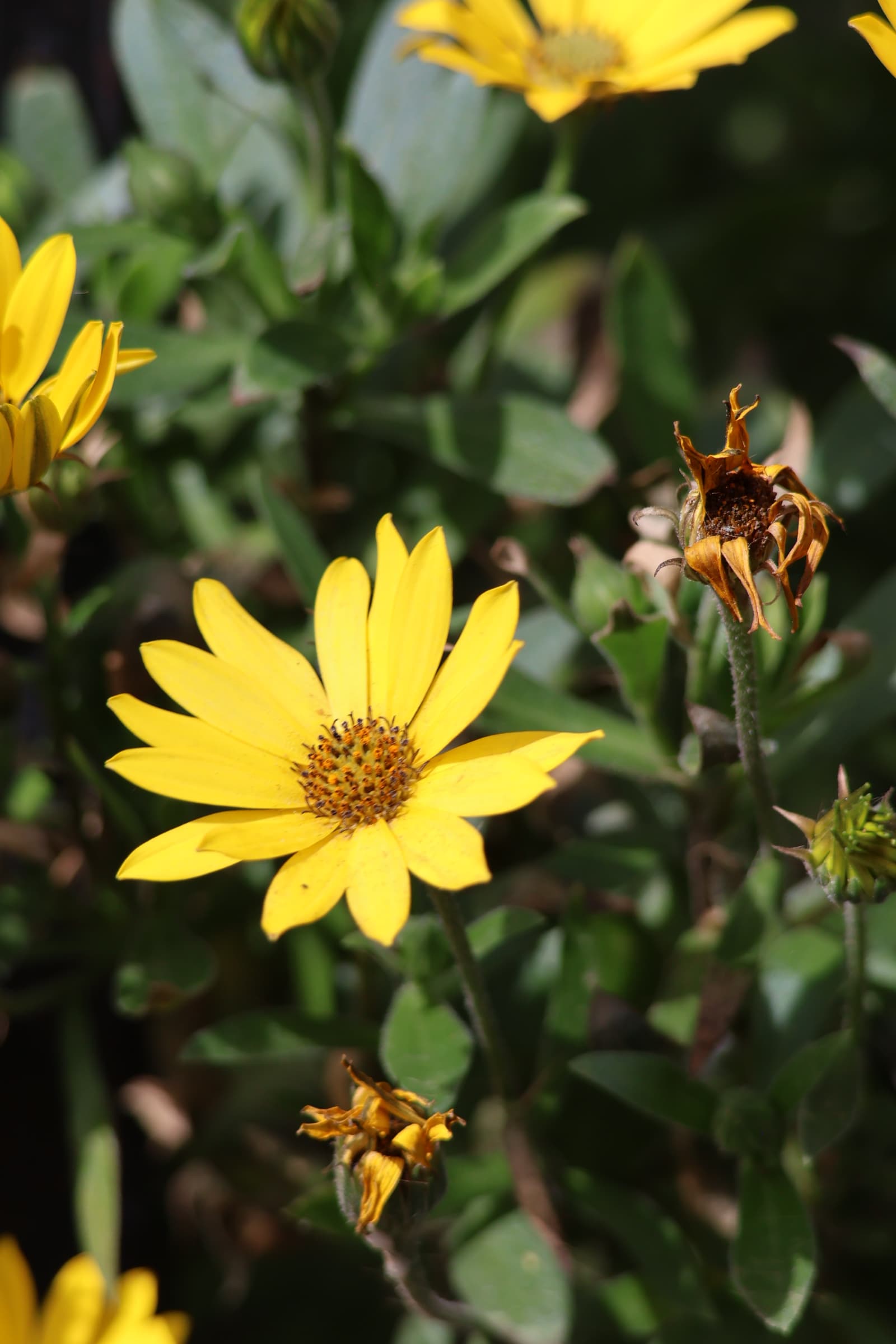 Flower 462